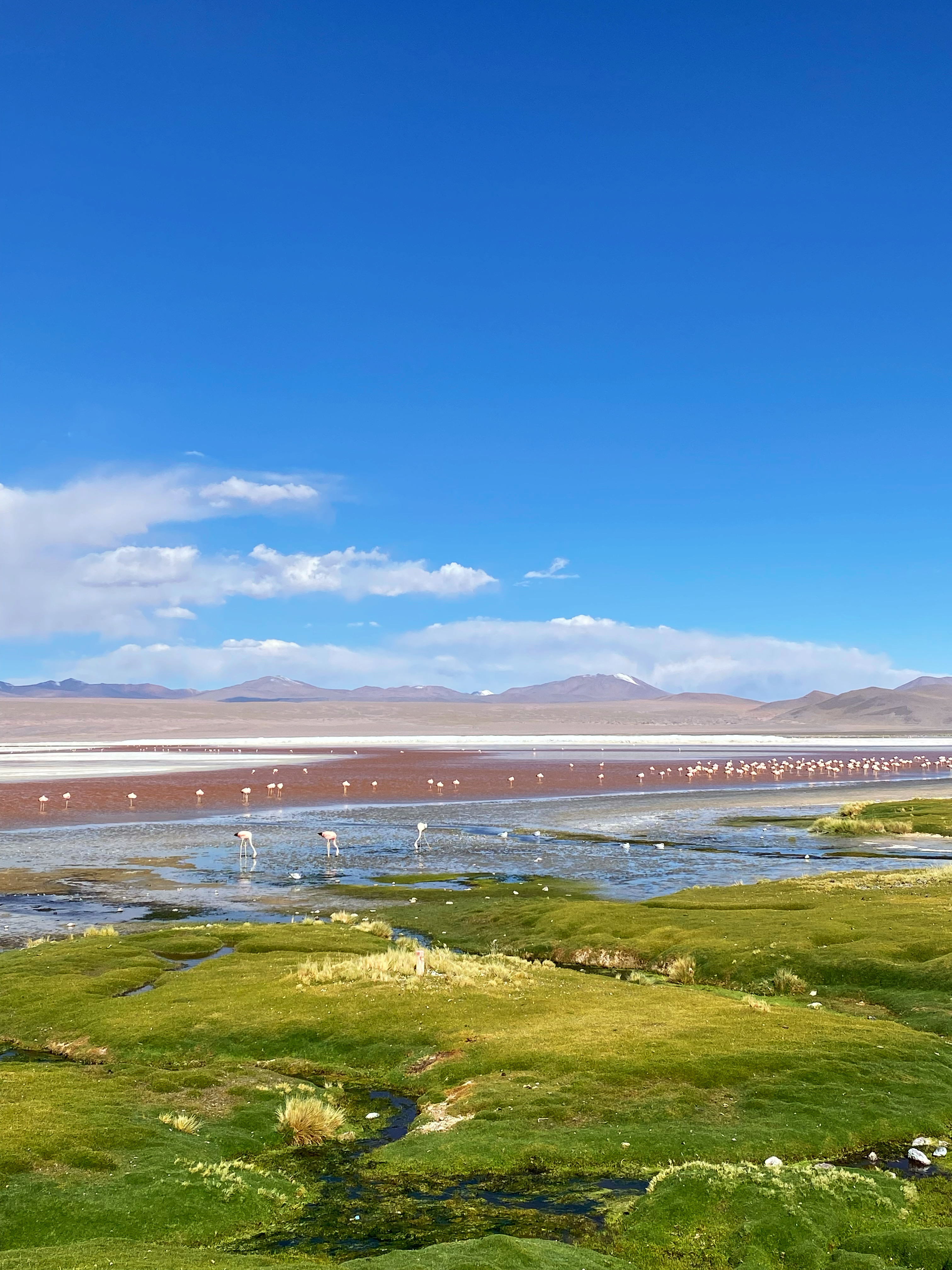 MULTICOLORS & FLAMINGOS 🦩