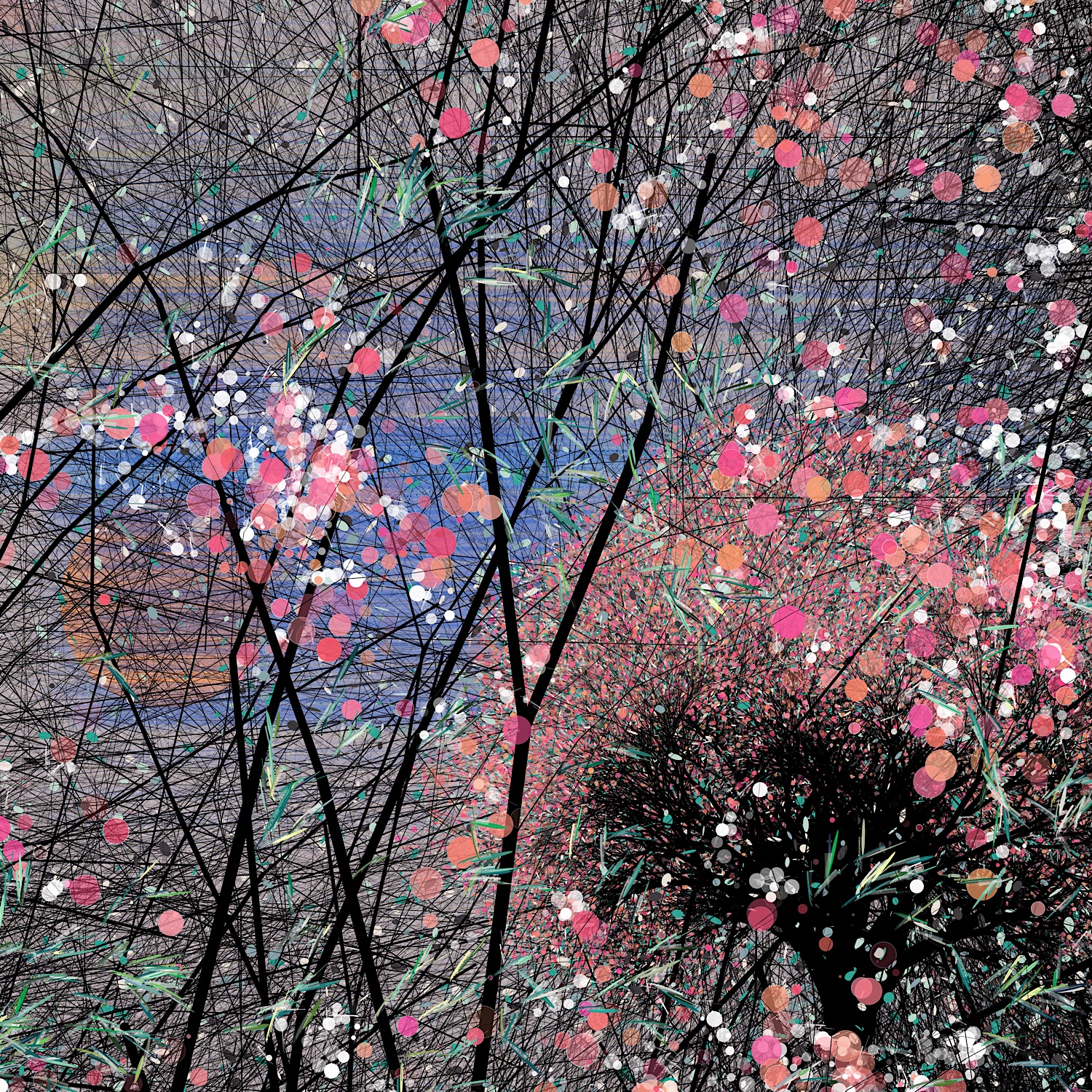 Sakura, cherry blossoms