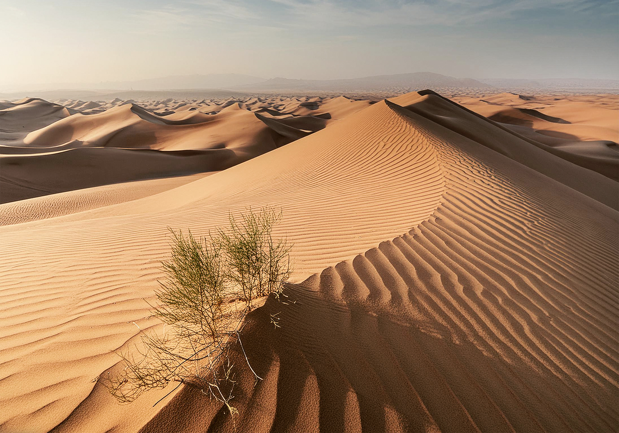 Green in the desert