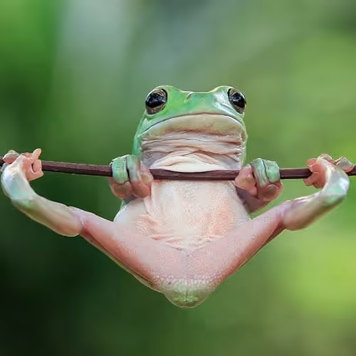 Frog