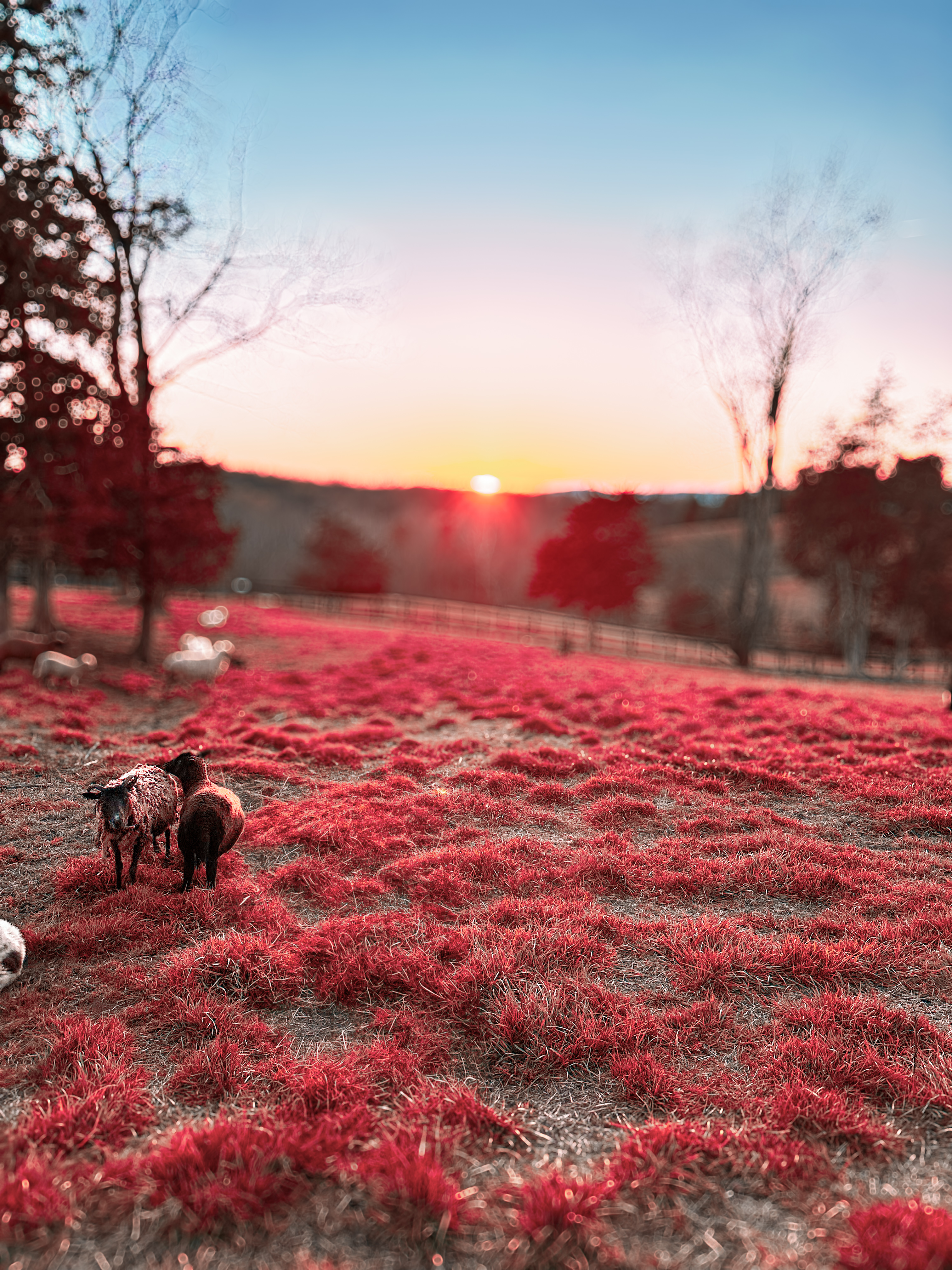Little Mountain Farm #31