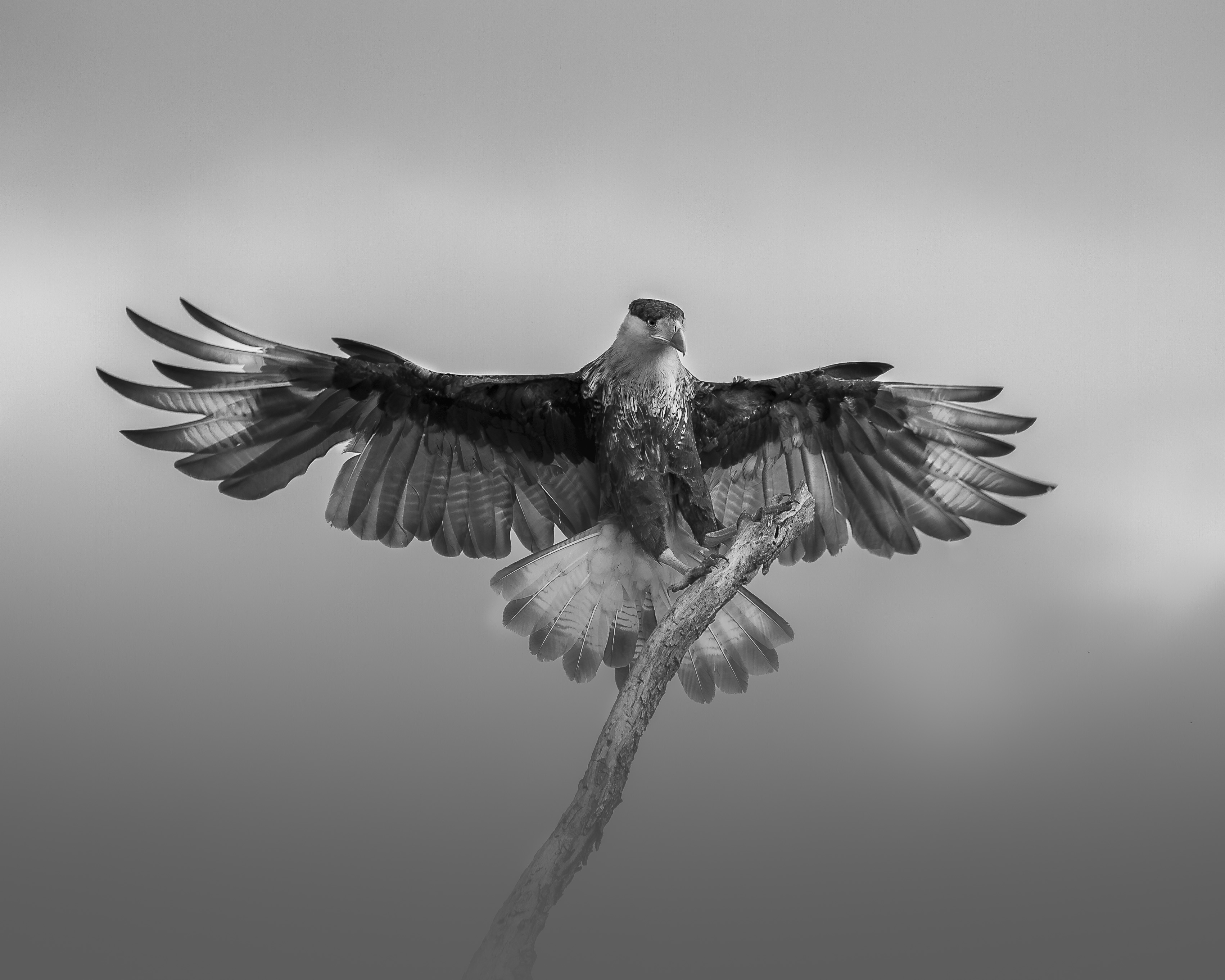 Master of the Skies