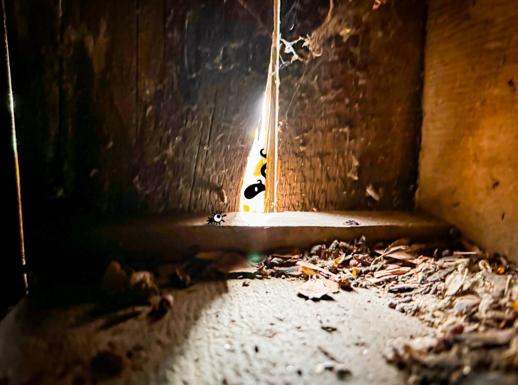 peeking thru the crack #121