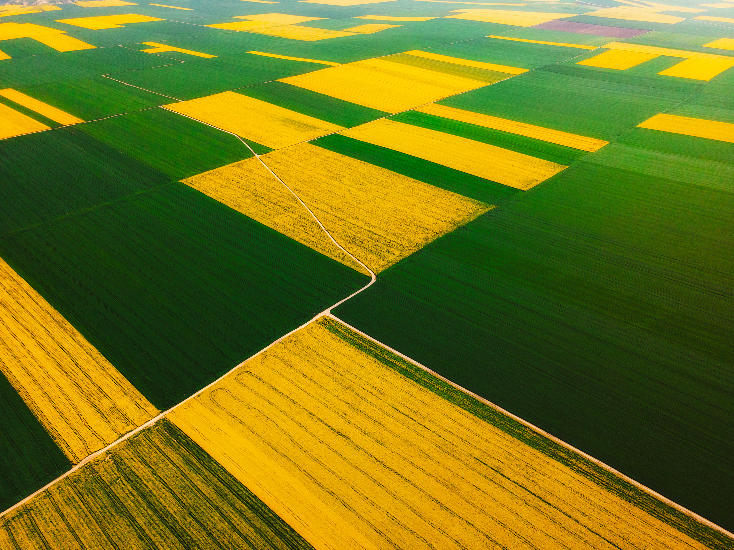 Rapeseed and wheat Farms