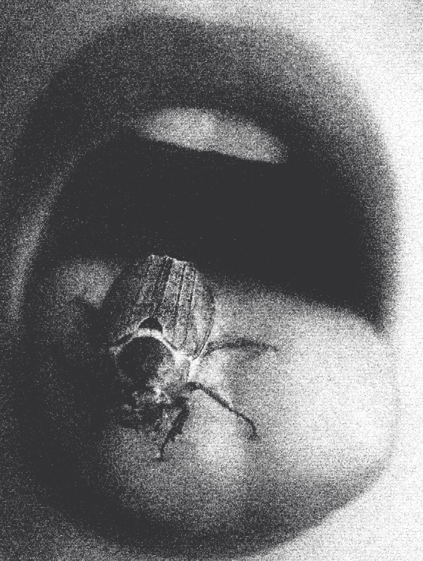 bug
