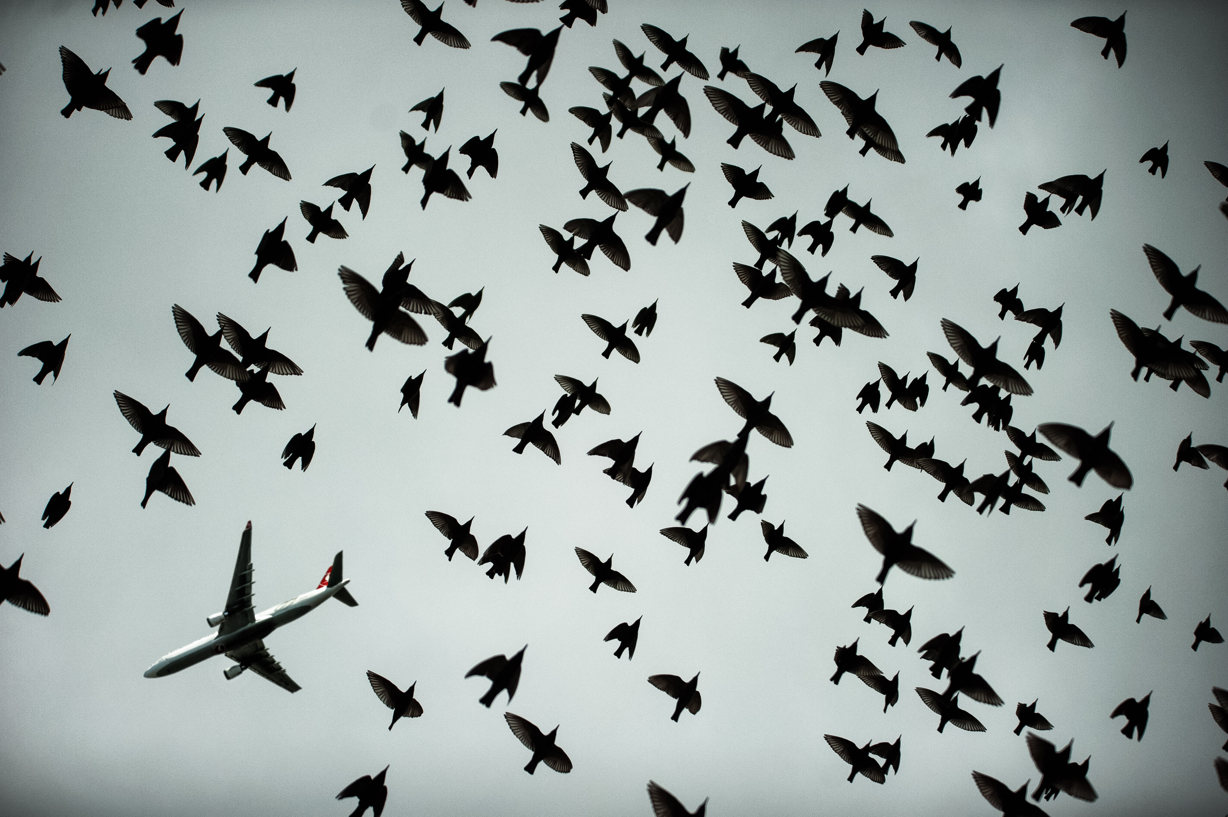 The Flight...