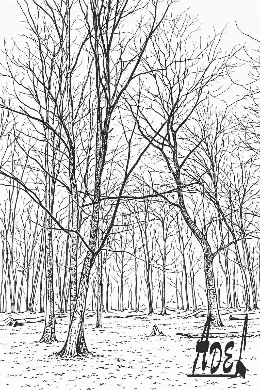 Autumn in the Forest-Contour