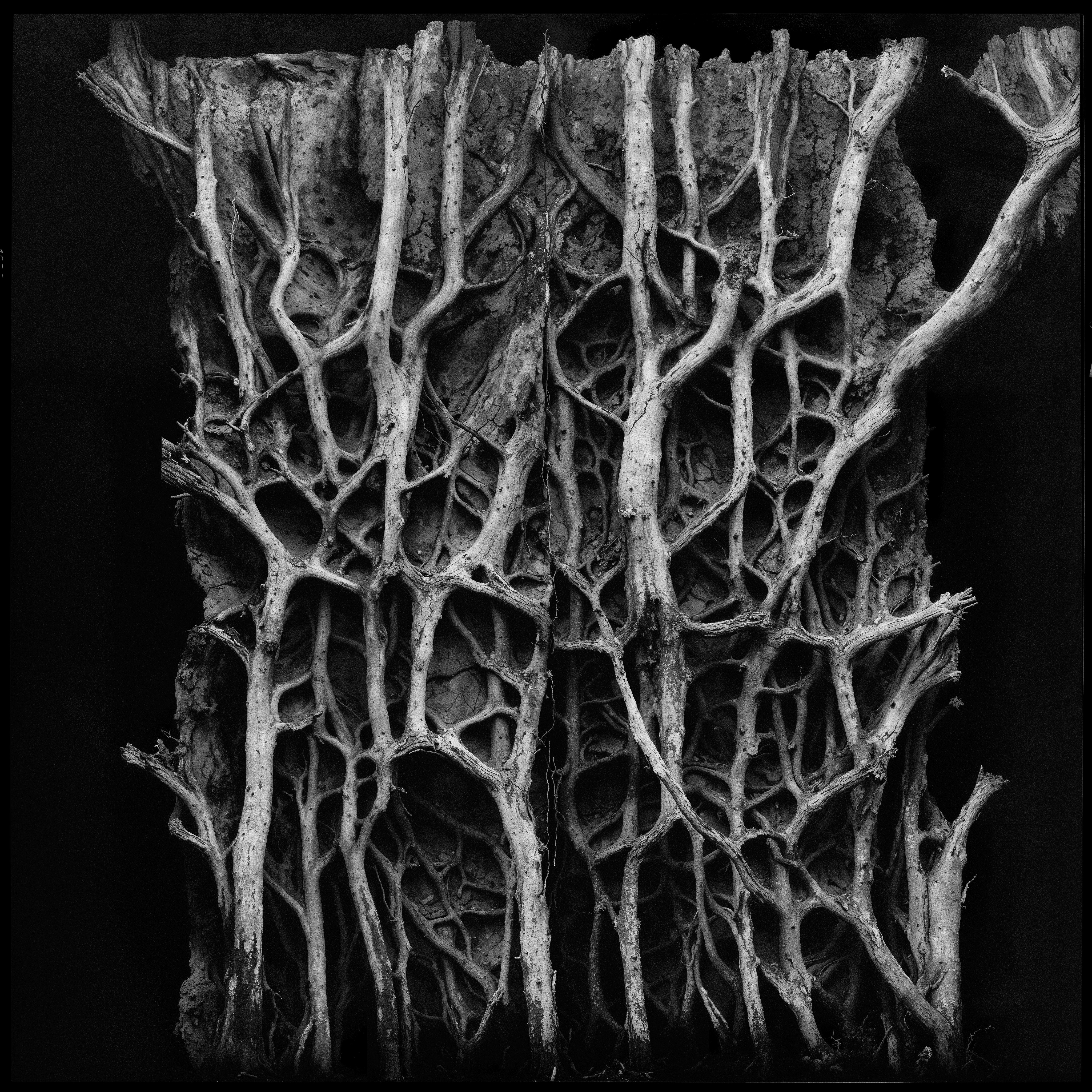 "roots and branches" #30