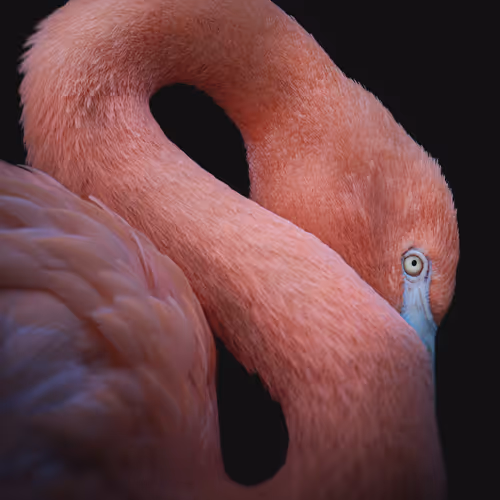 Flamingo's Elegance