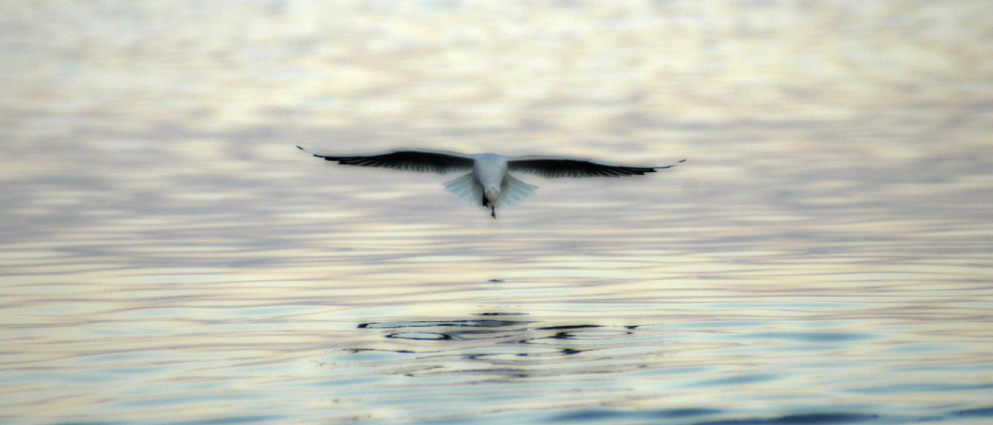 volando bajo