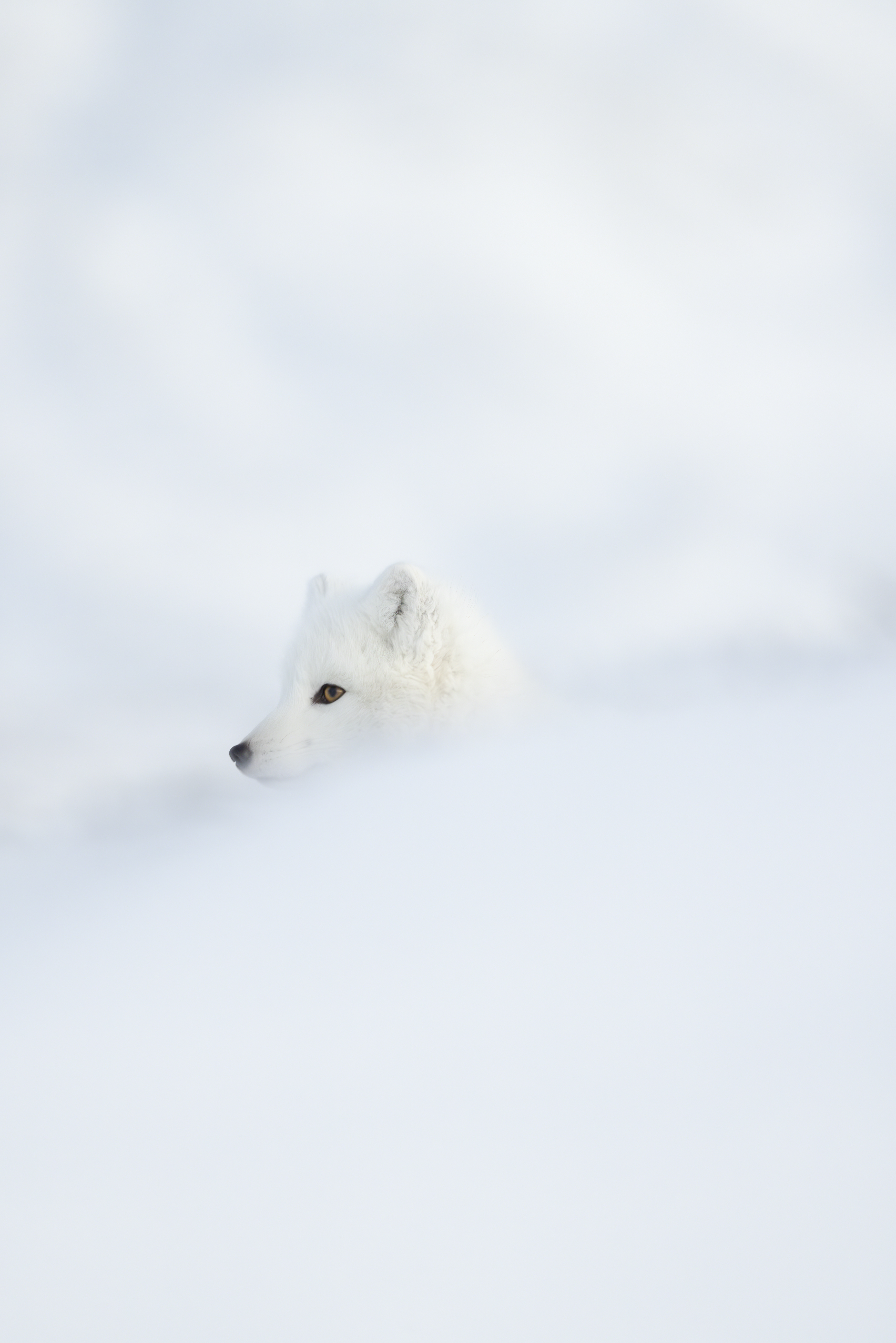Arctic Fox