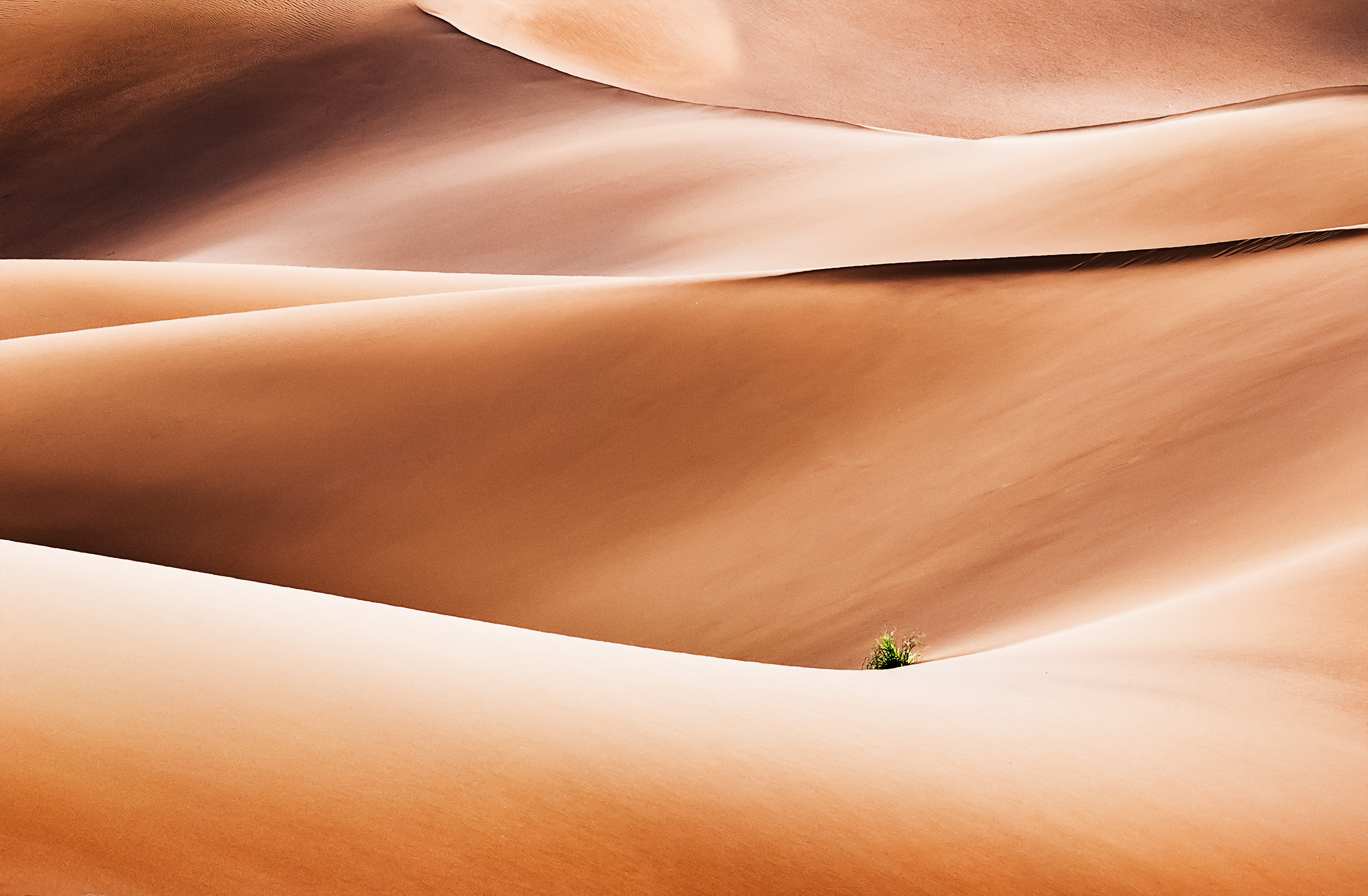 Lady Desert