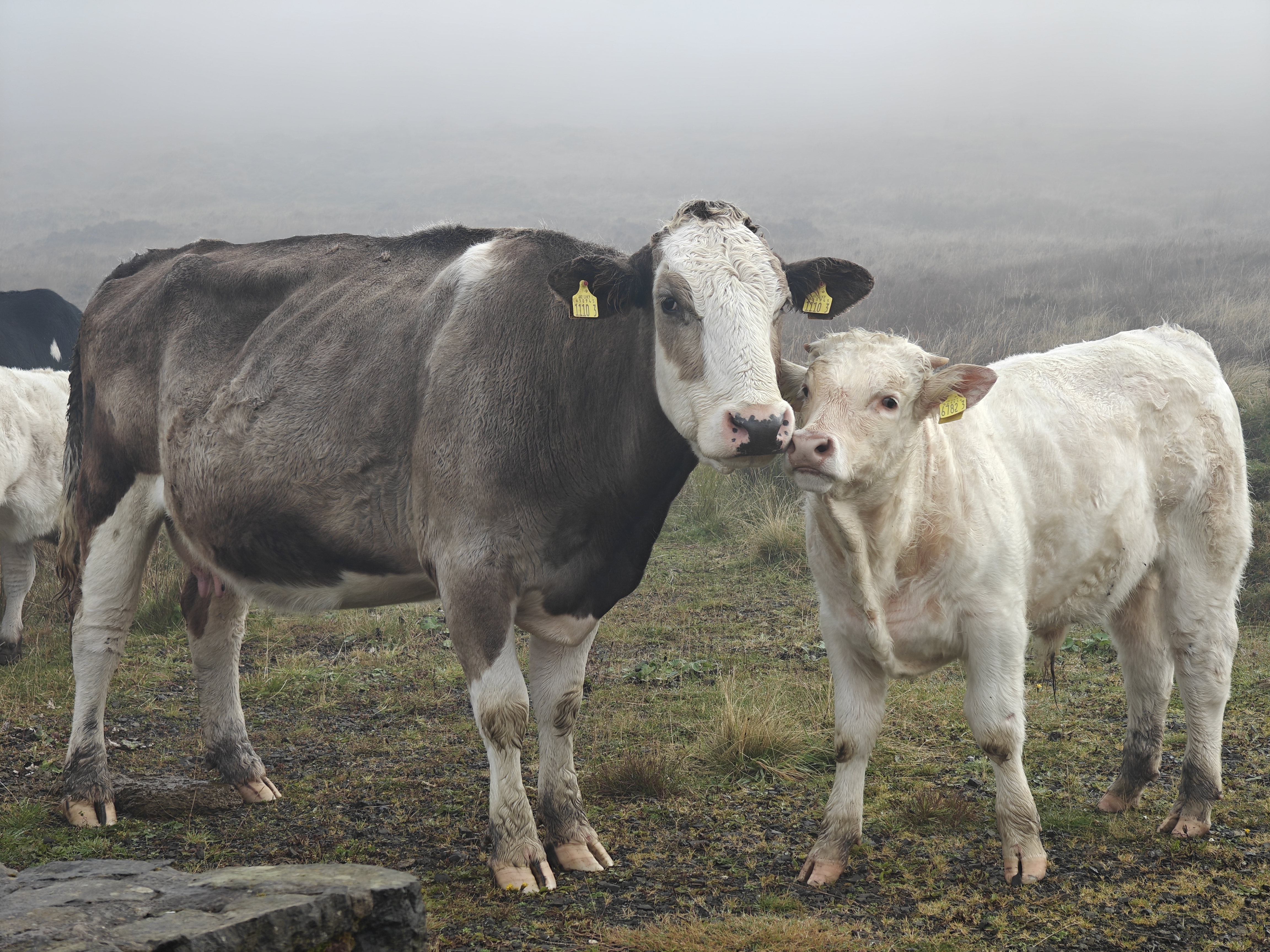 Mountain Cows #510