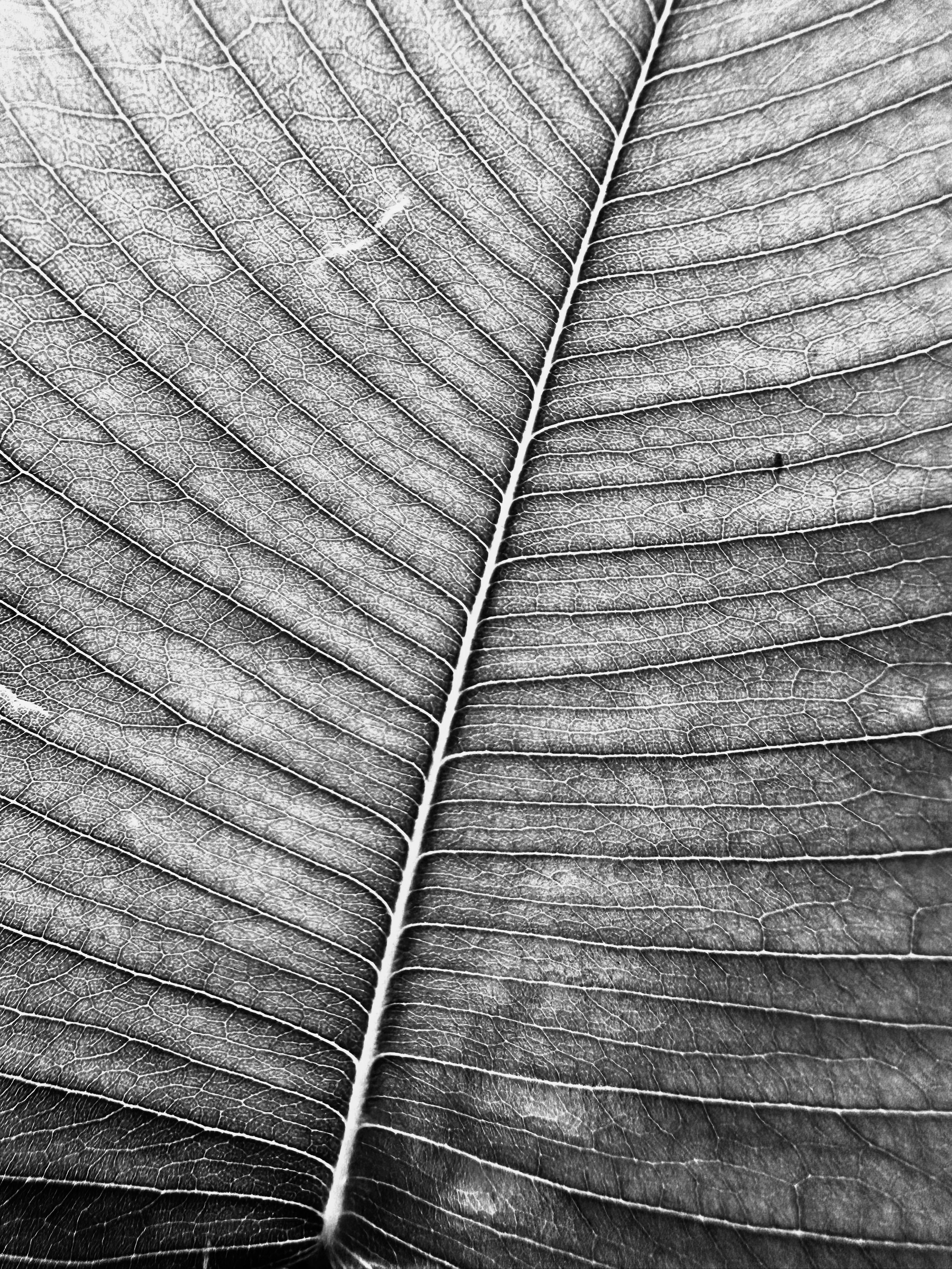 Intricate patterns of Nature