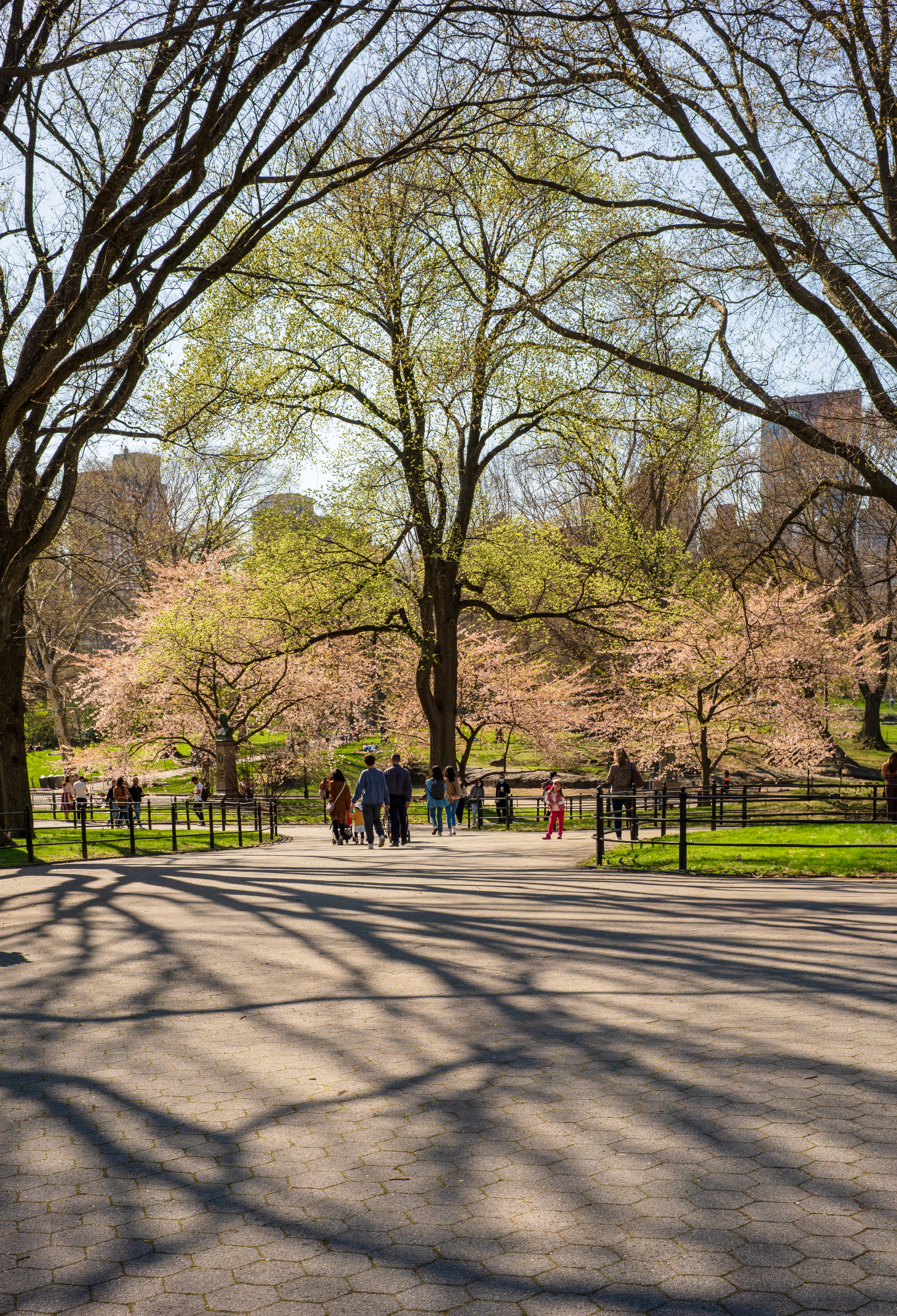 Early Spring in Central Park