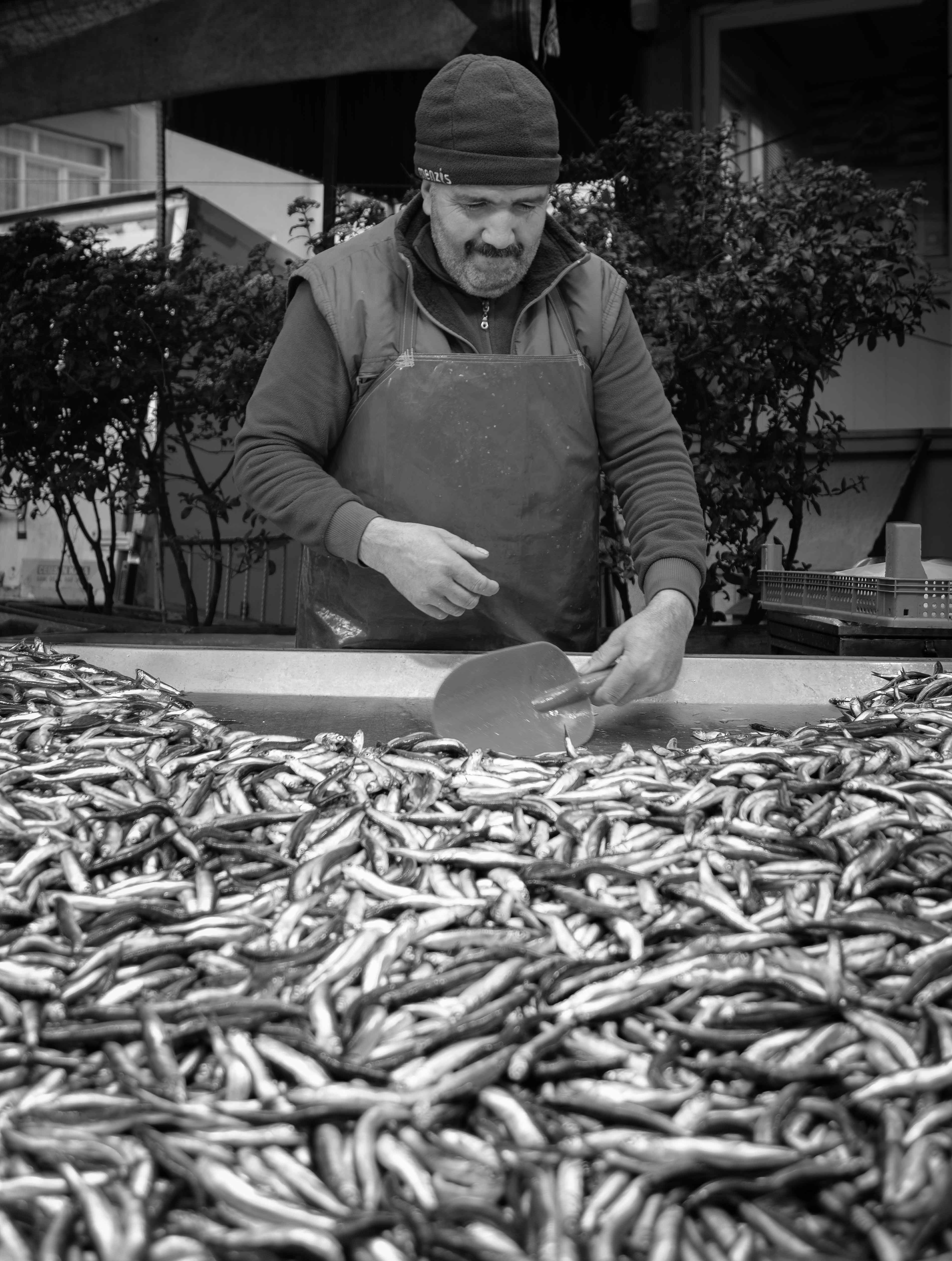 Fish Seller #23