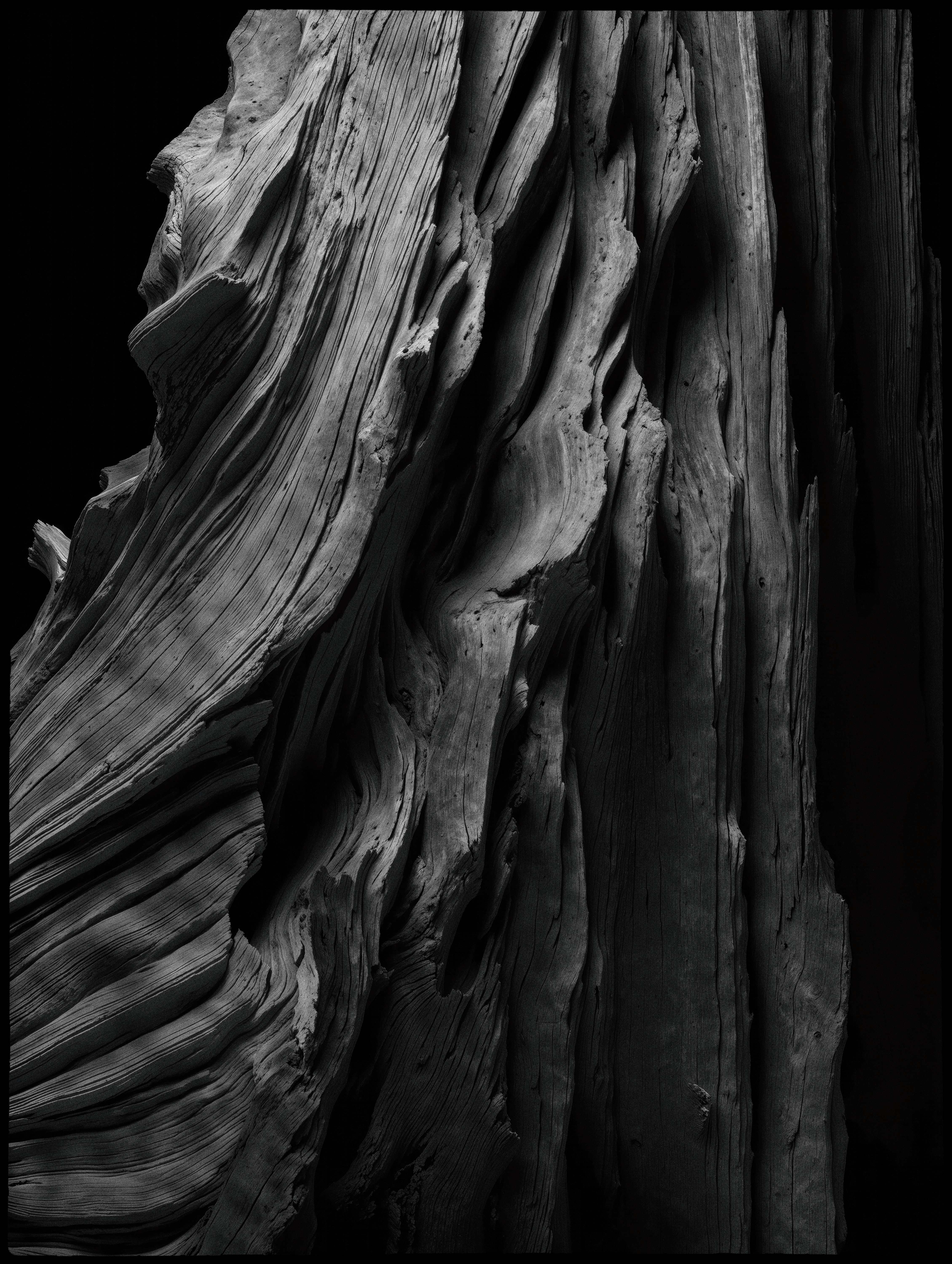 "roots and branches" #46