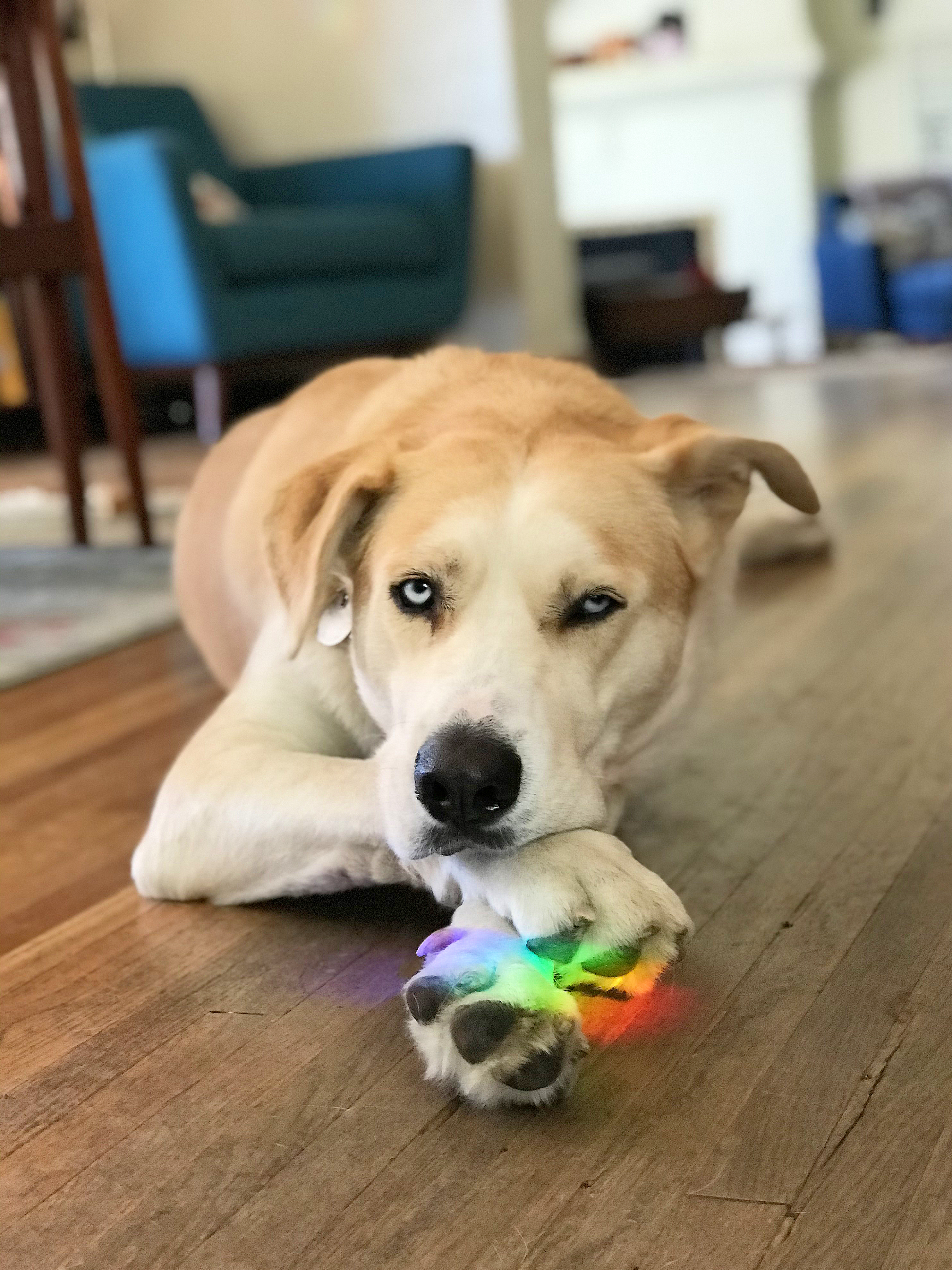 Suggs' Magic Paws