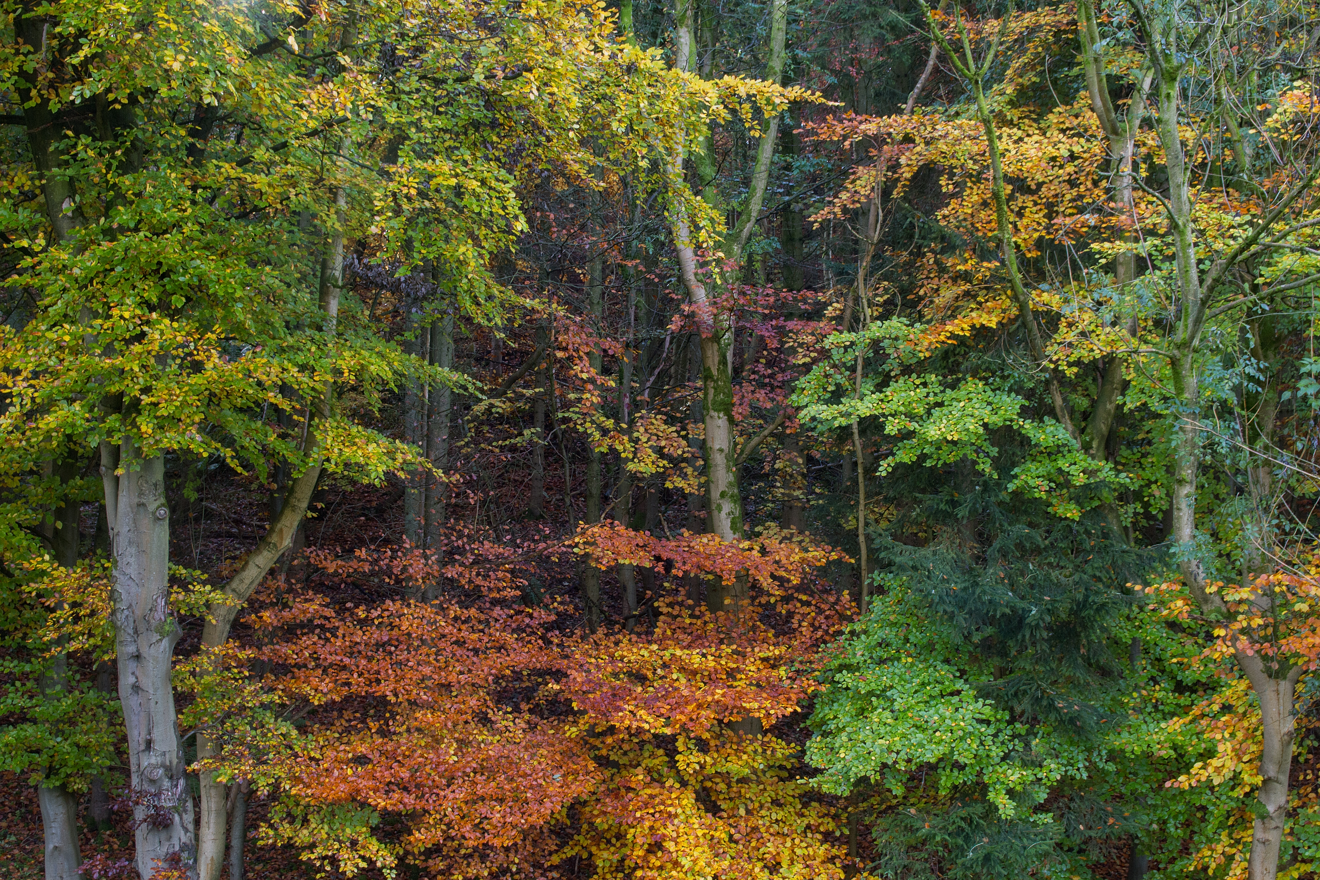 Autumn Splash #5