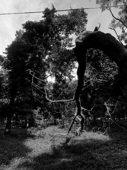 Shadow and a tree #35