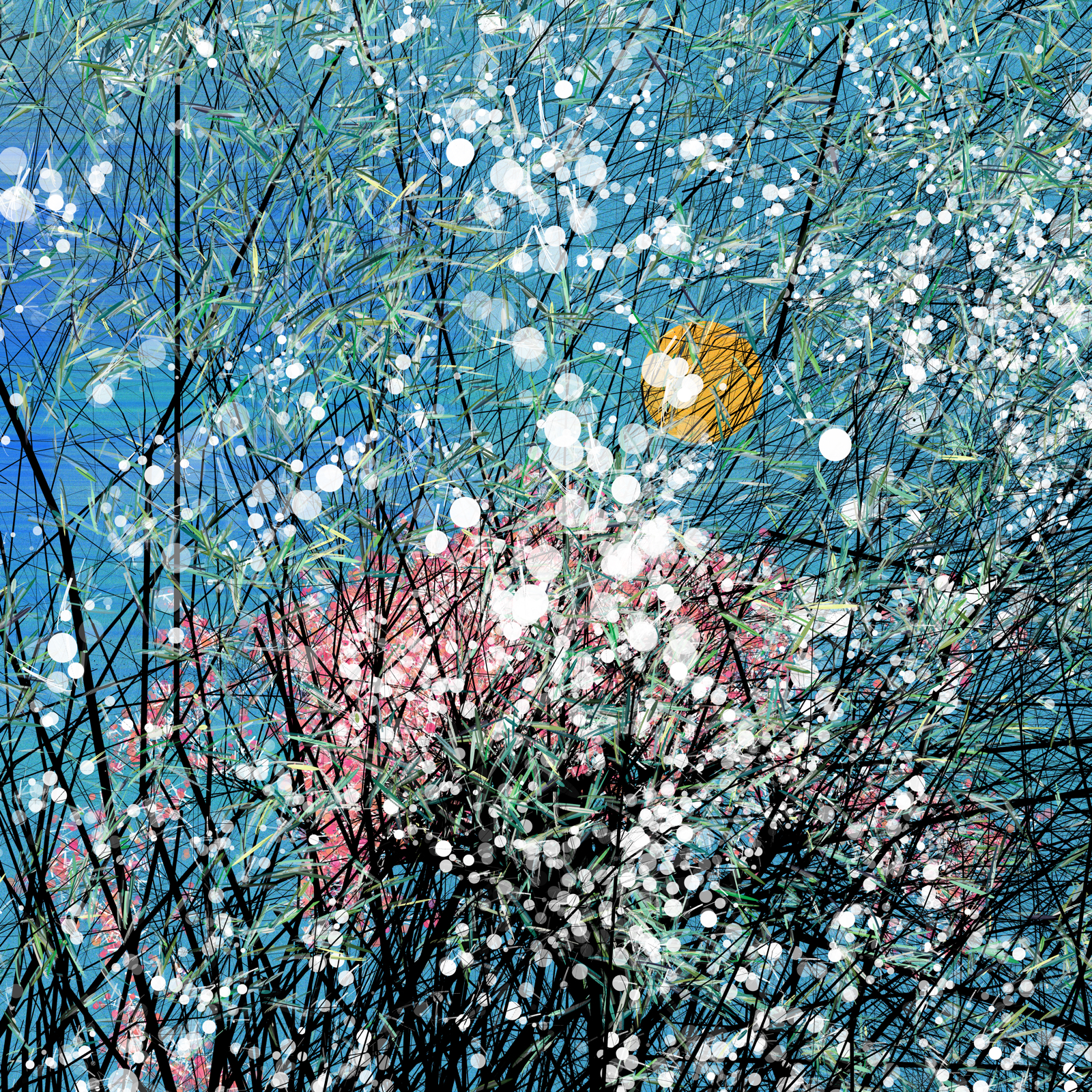 Sakura, cherry blossoms