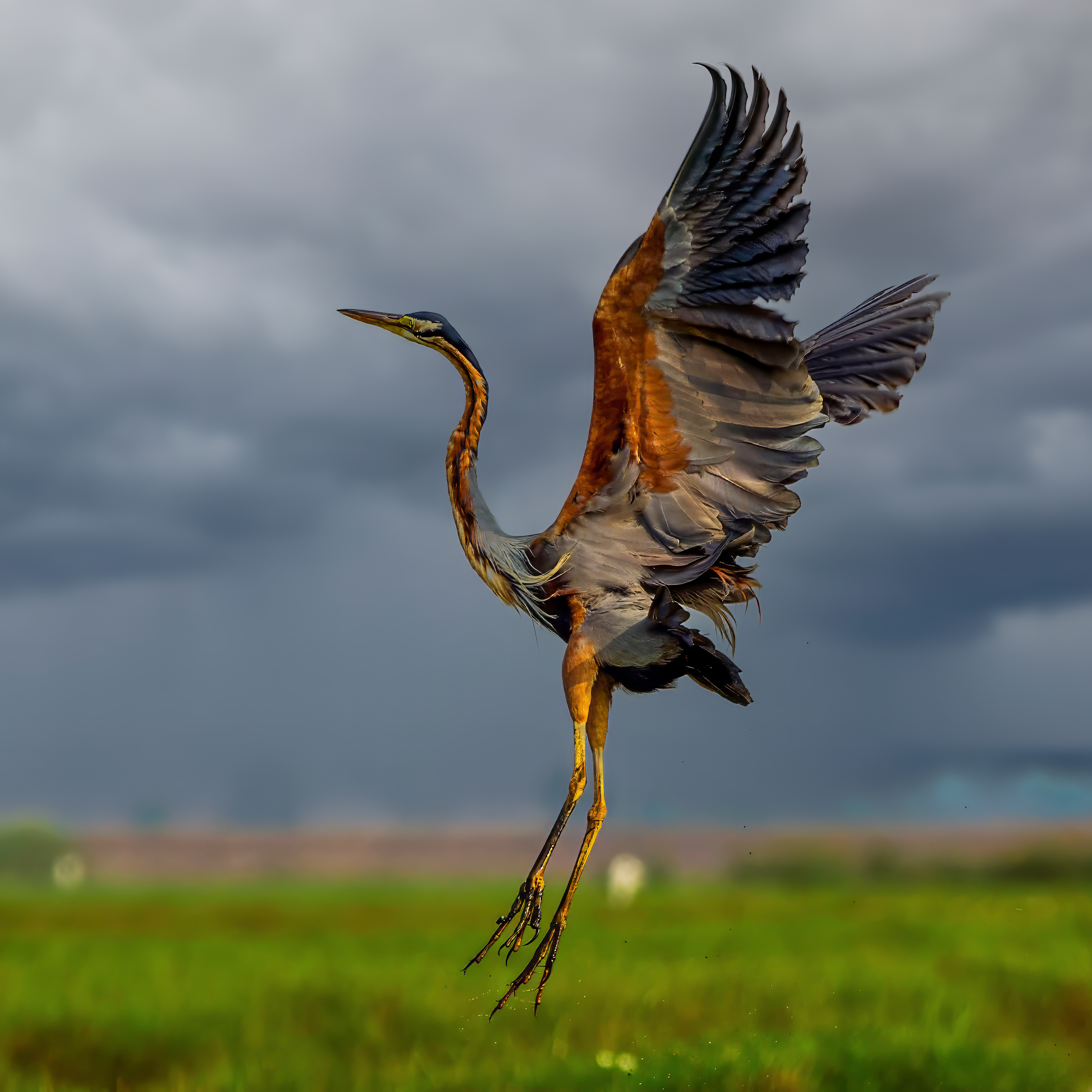 Purple Heron