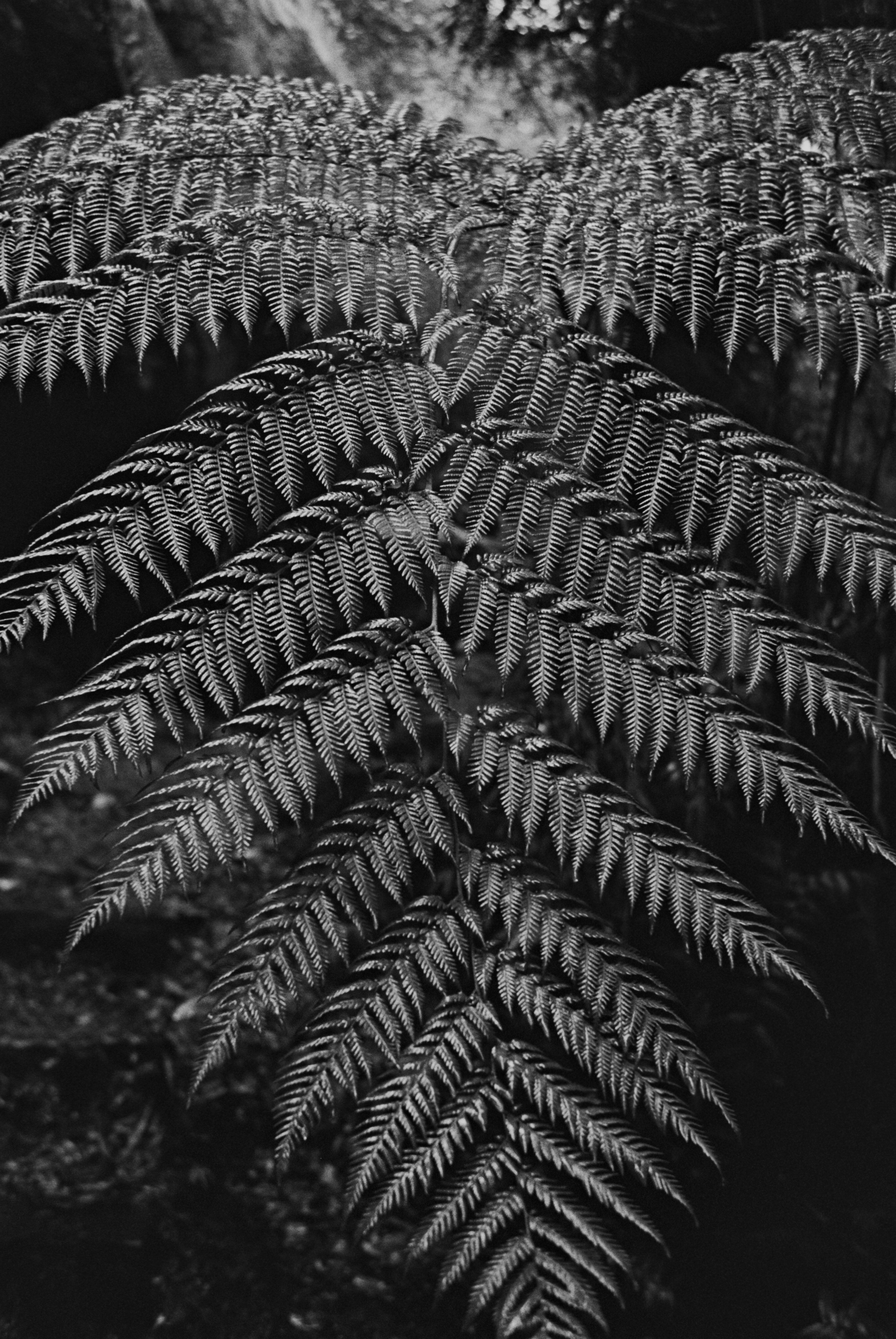 HANDIEDAN | Rollei 35 | tri-x 400