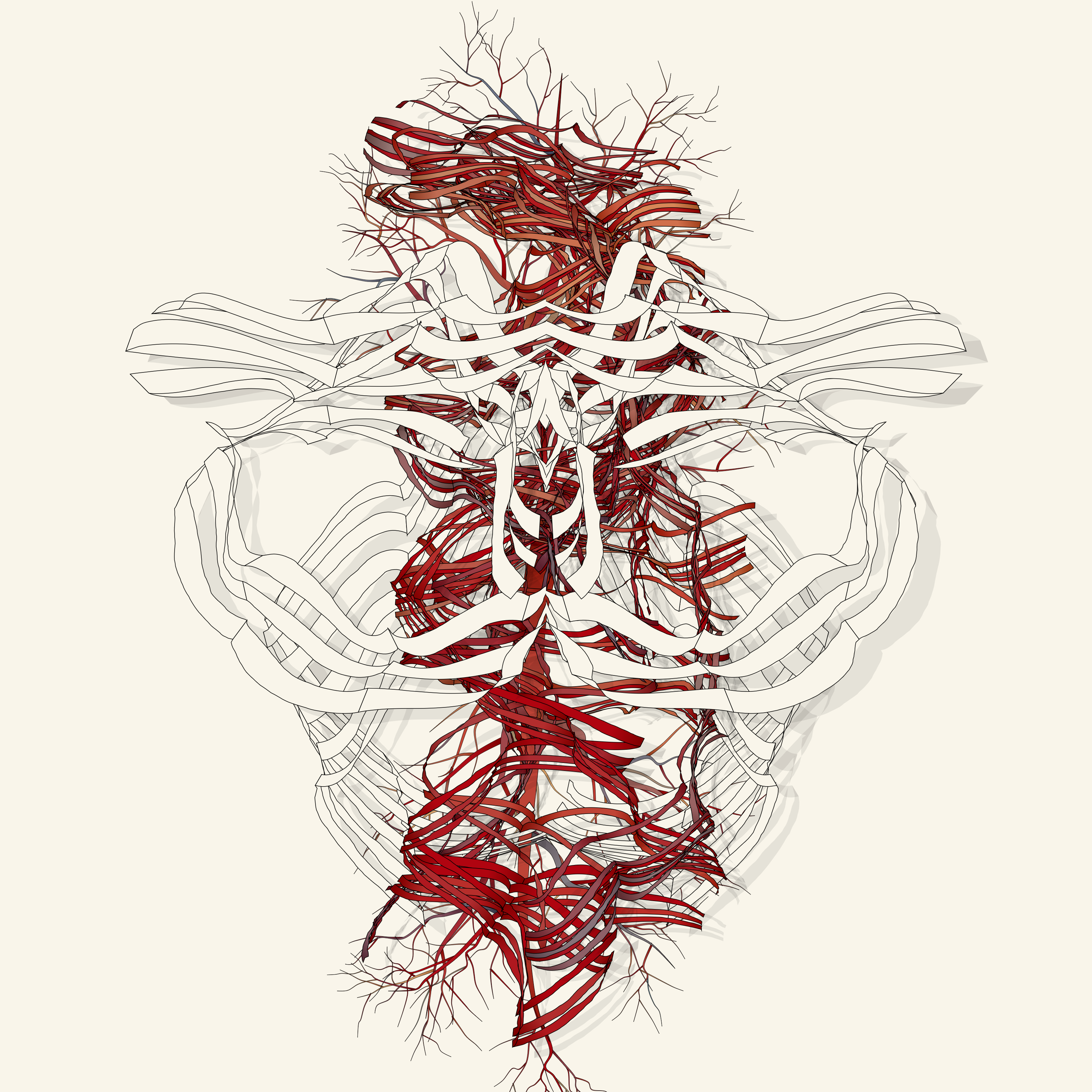 arteries and veins, nerves and bones.