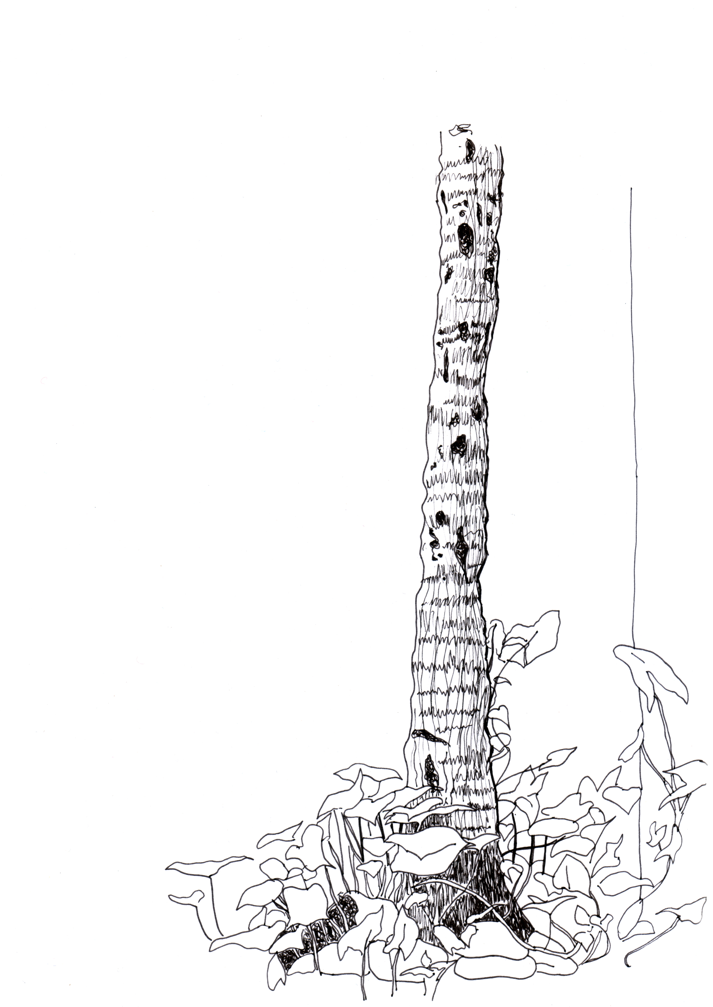 Pauba beach tree - archives #55