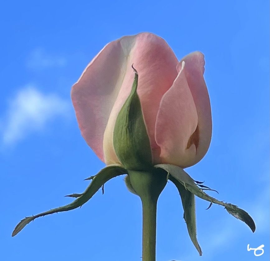 PinkSky