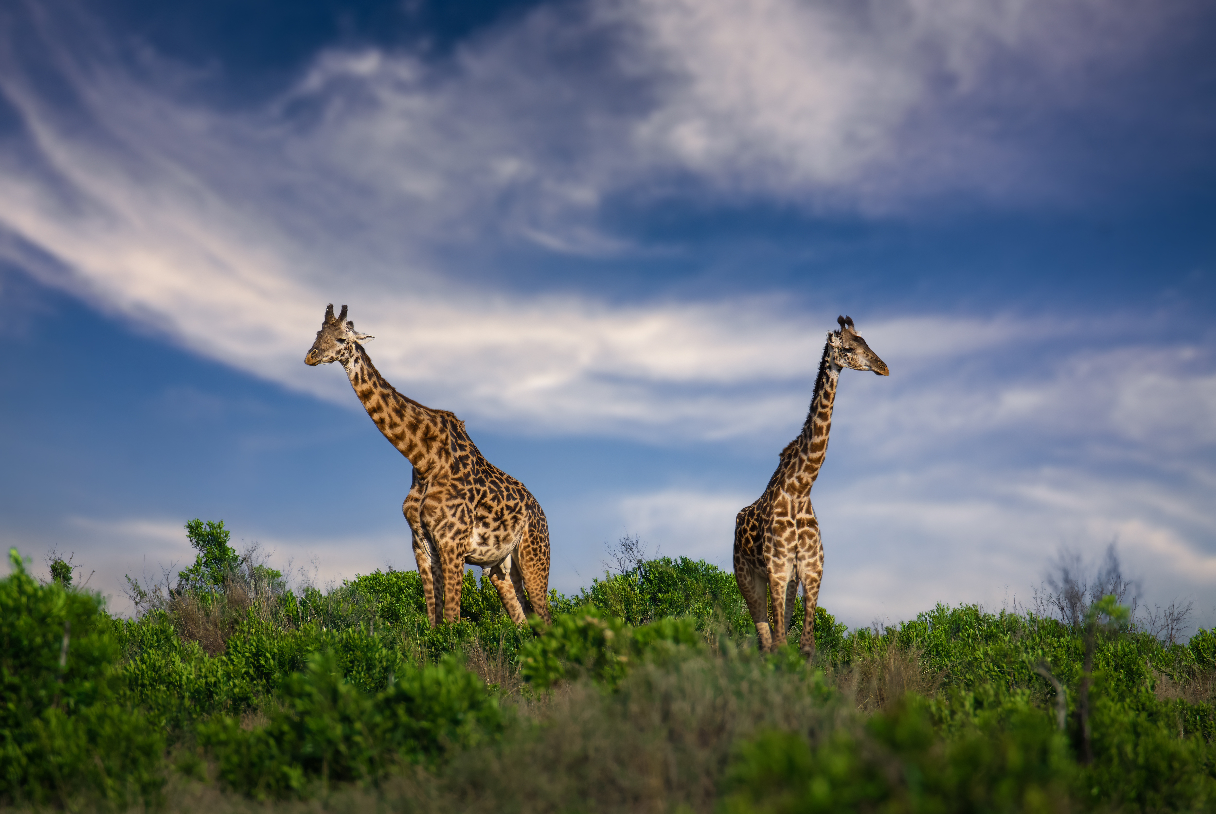 The Tallest One