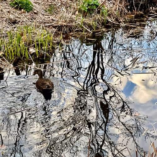 Duck in the Clouds