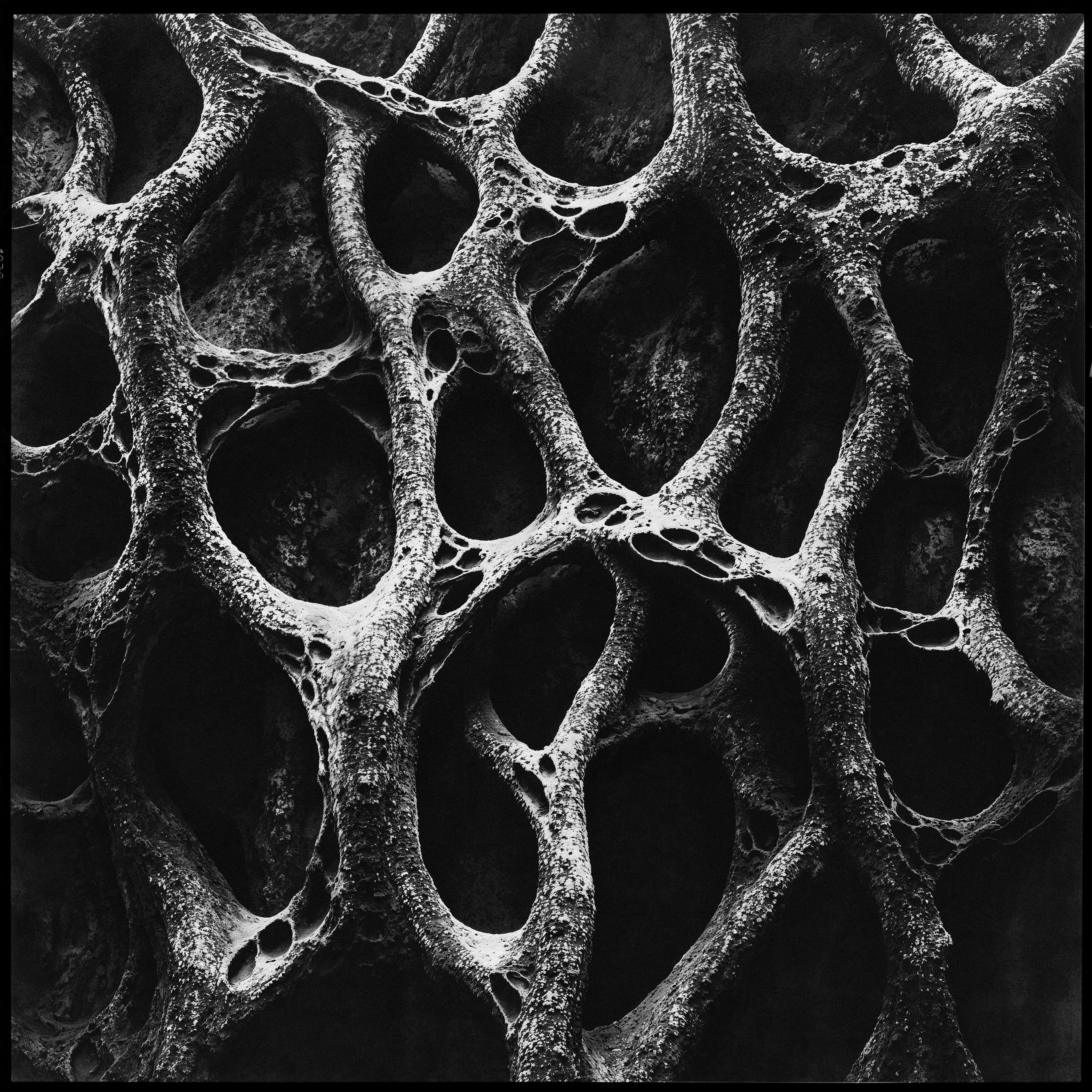 "roots and branches" #38