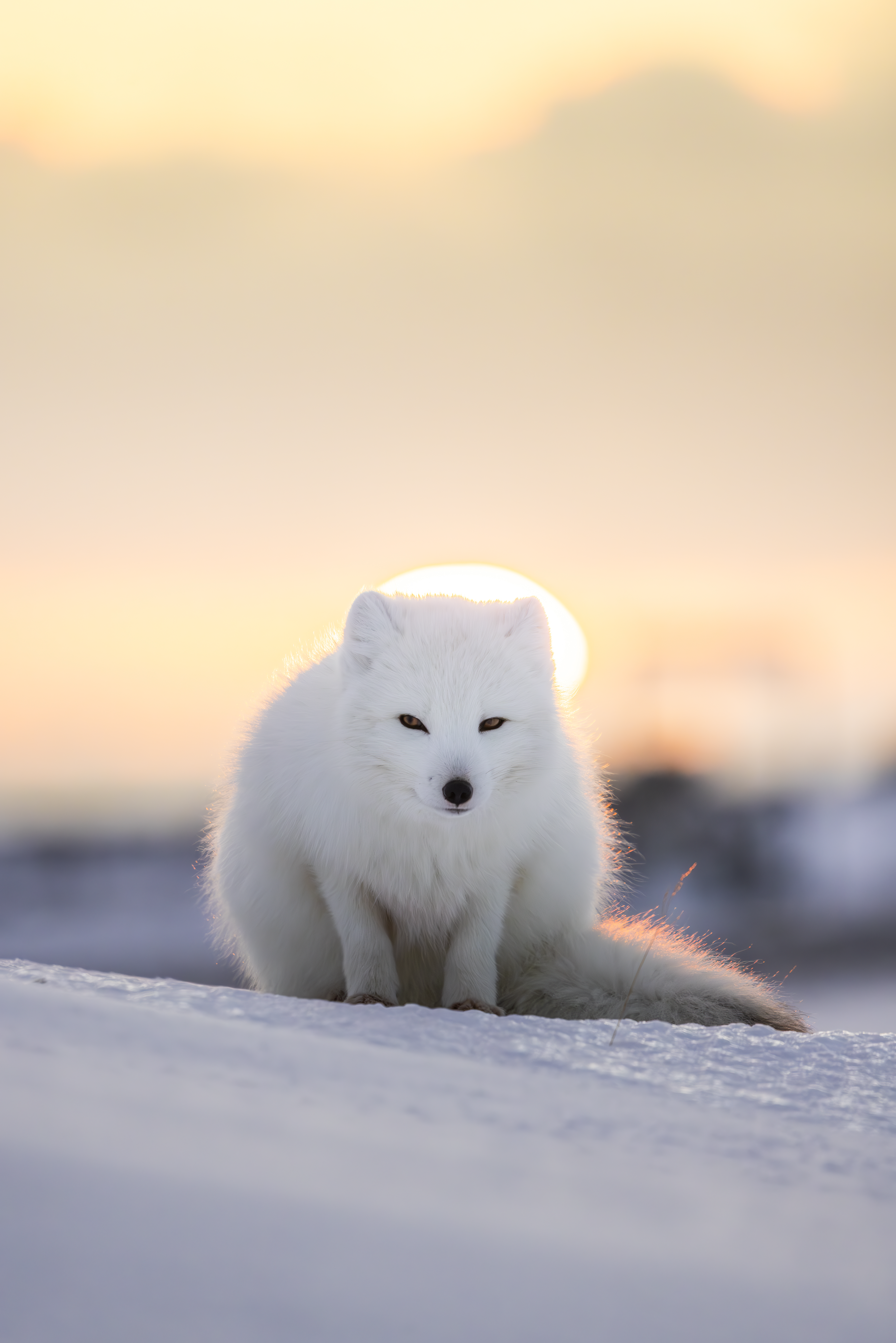 Arctic Fox
