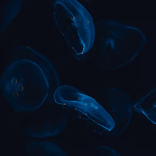 EAU 003 //
