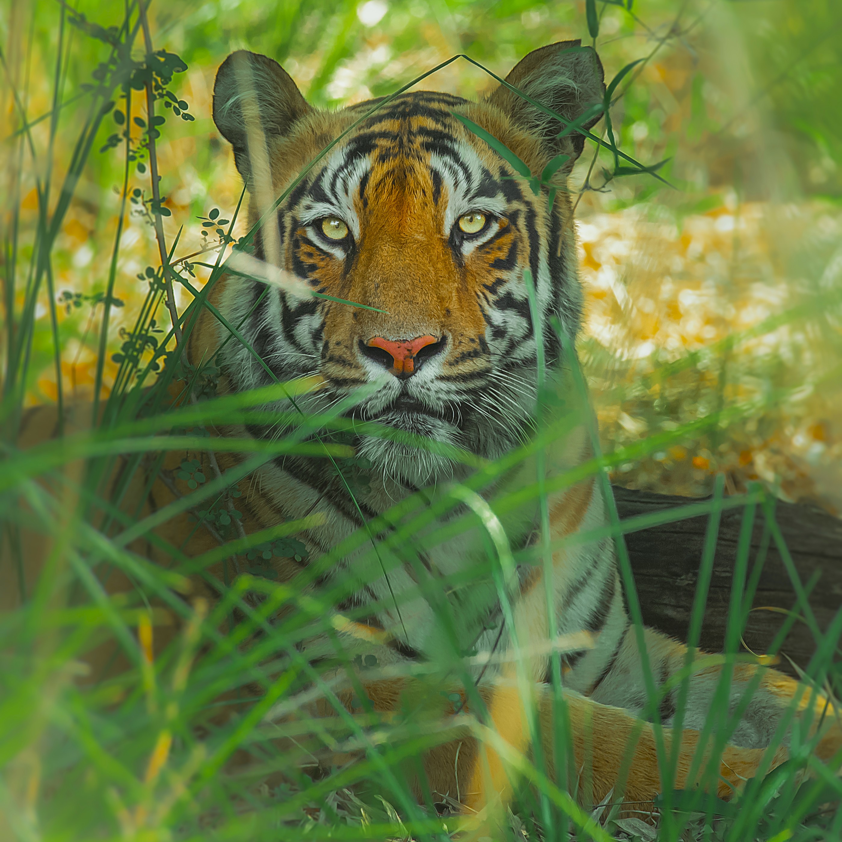 Tigress Madhu