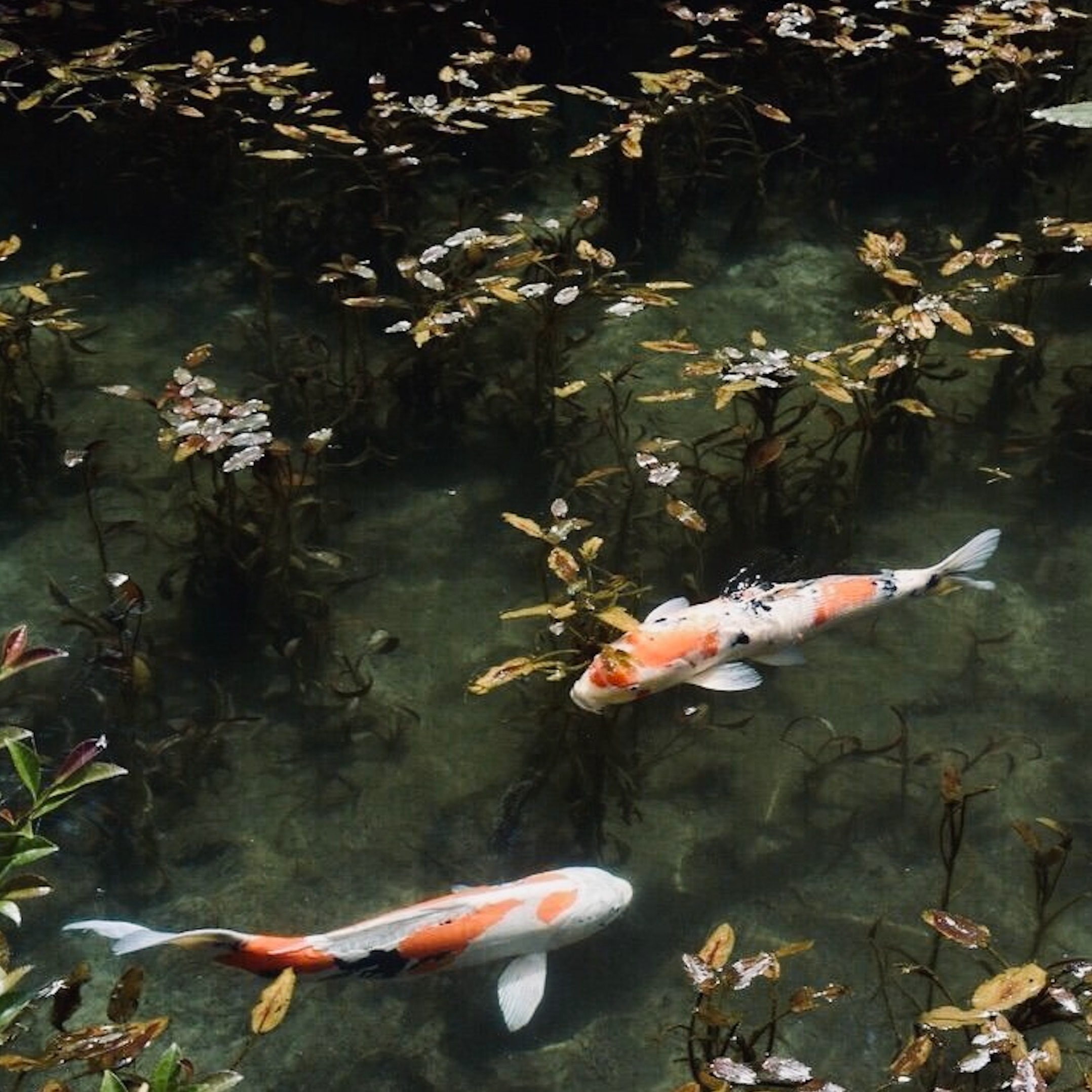 Lovelikeyours - Free #501