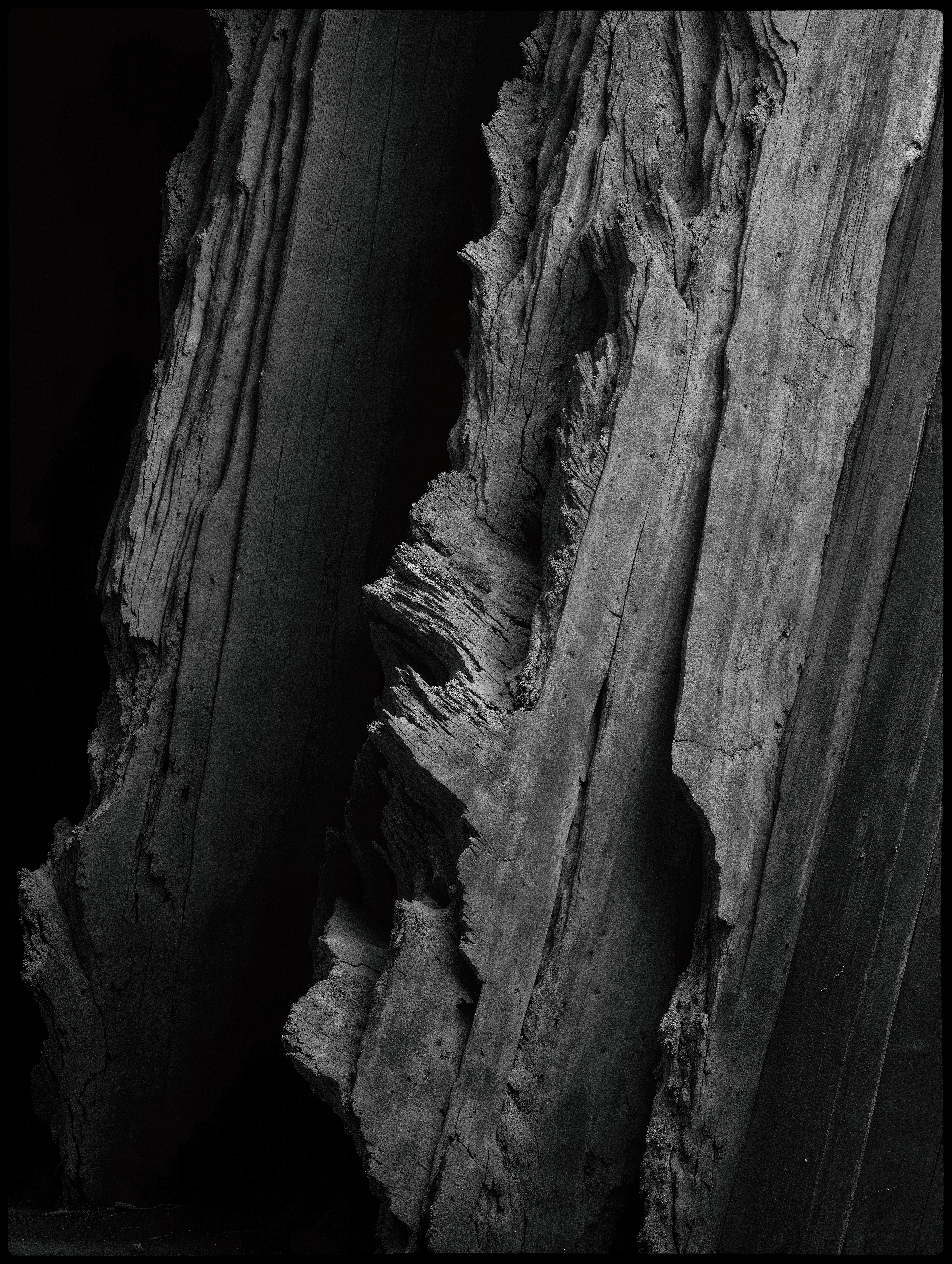 "roots and branches" #48