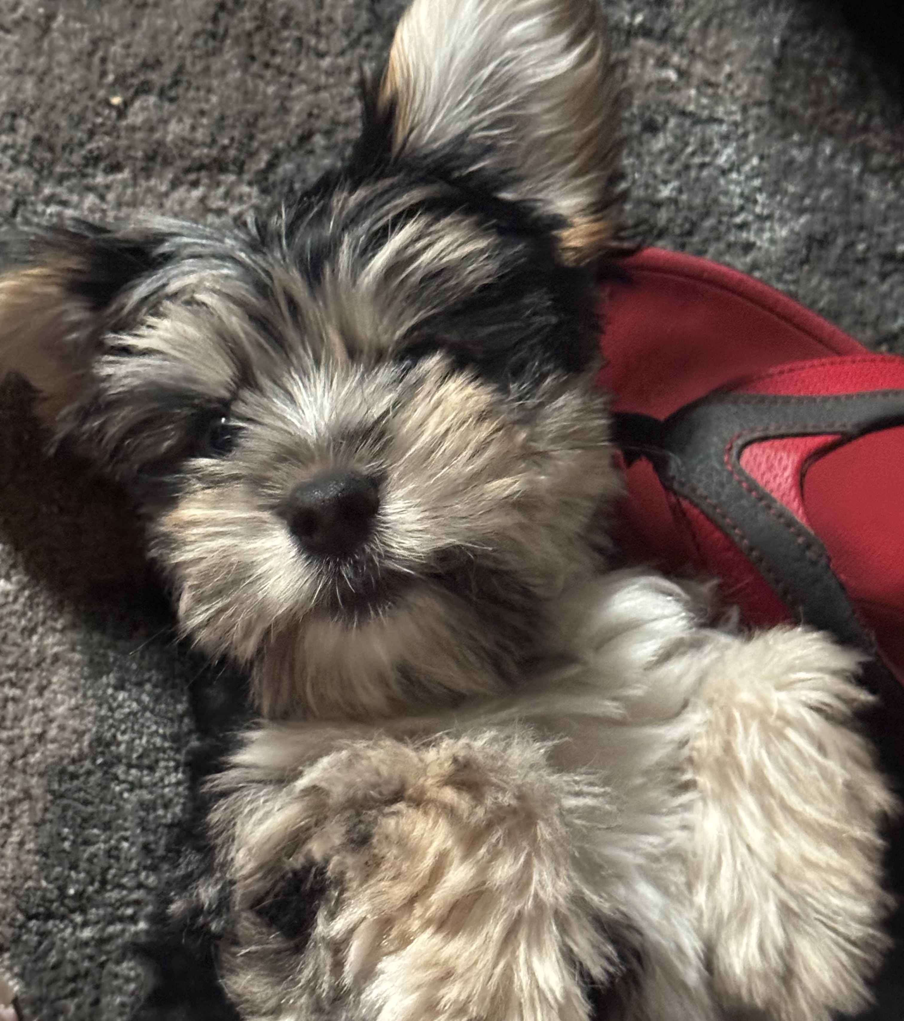 borkie