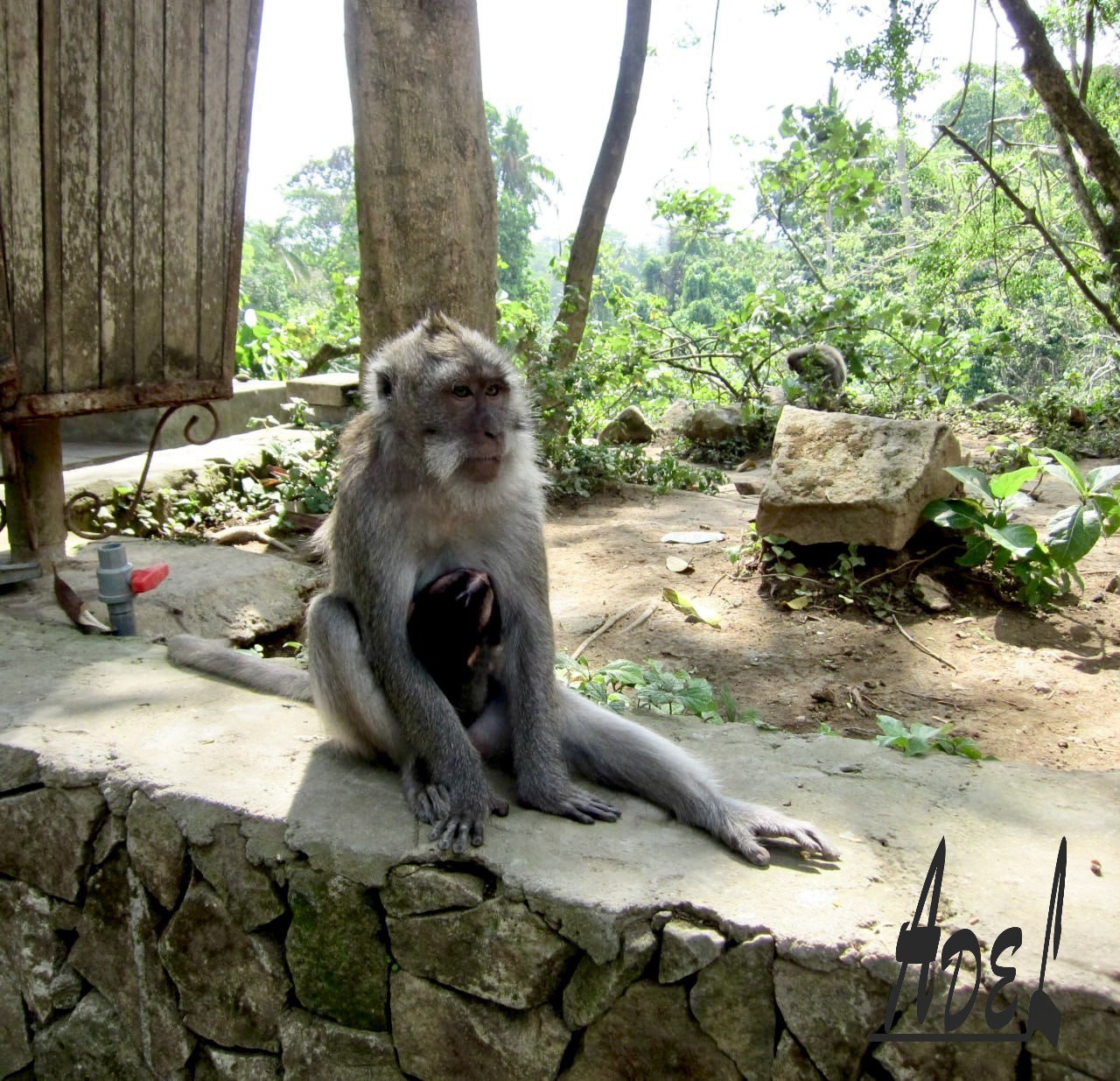 Monkey