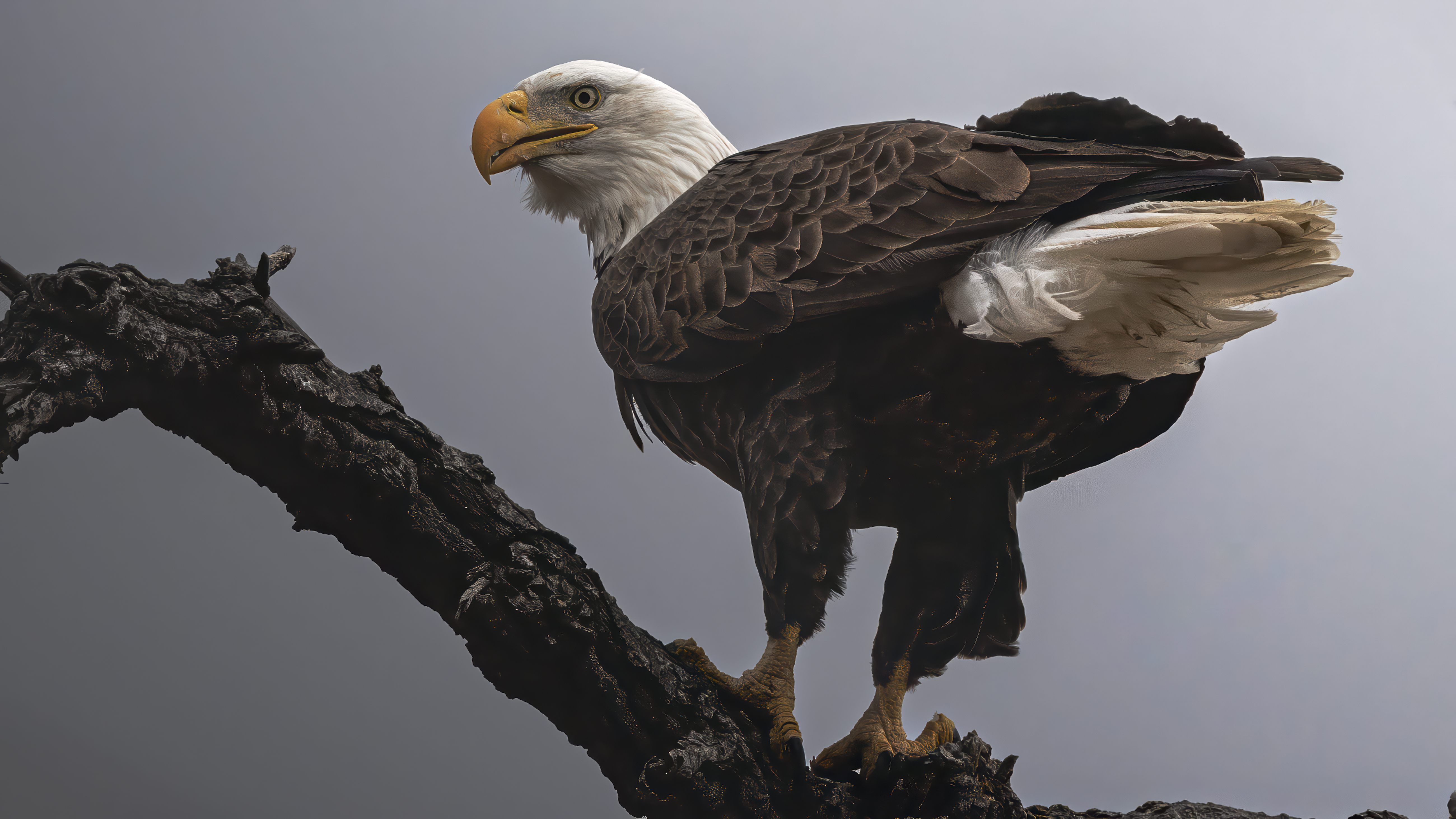 Perched