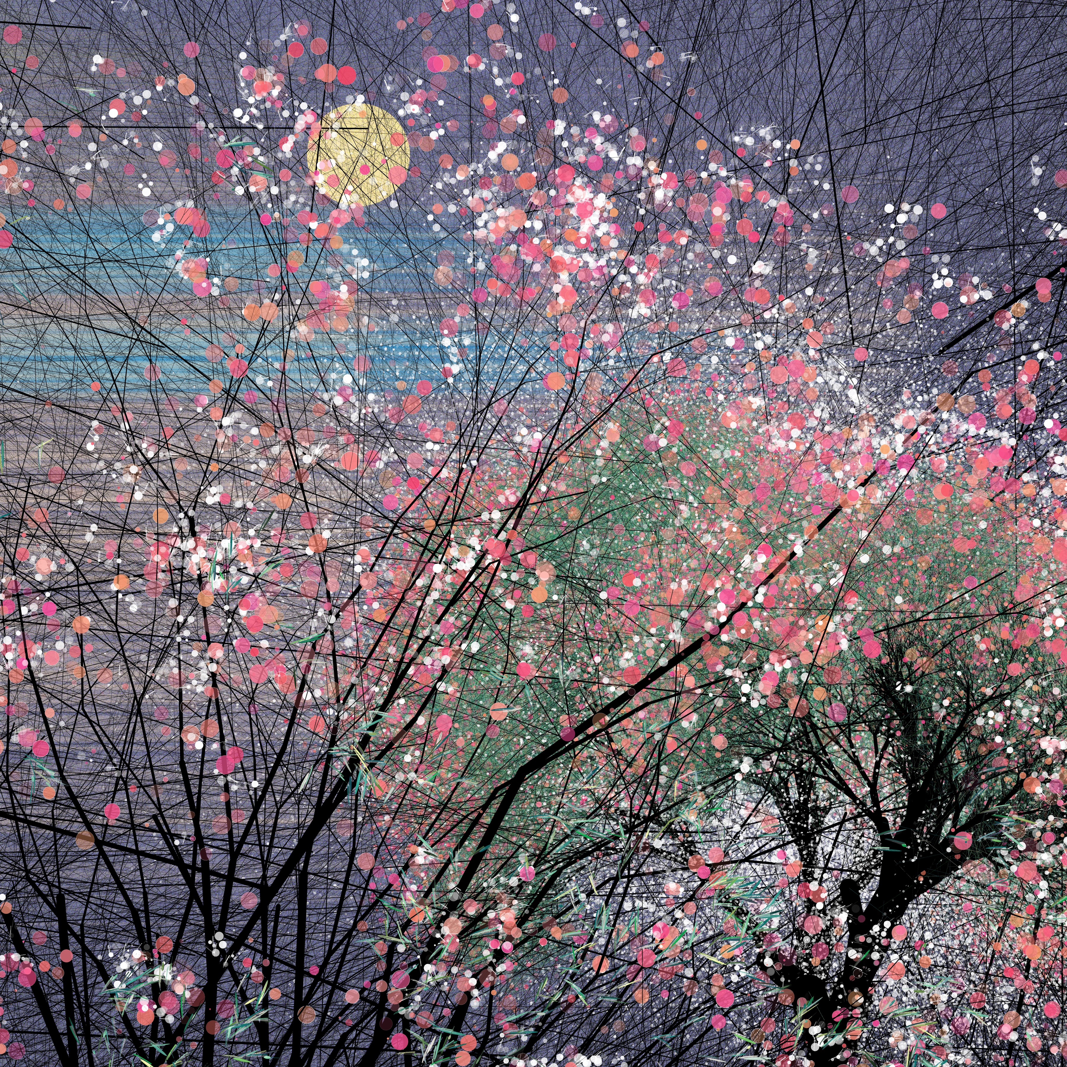 Sakura, cherry blossoms