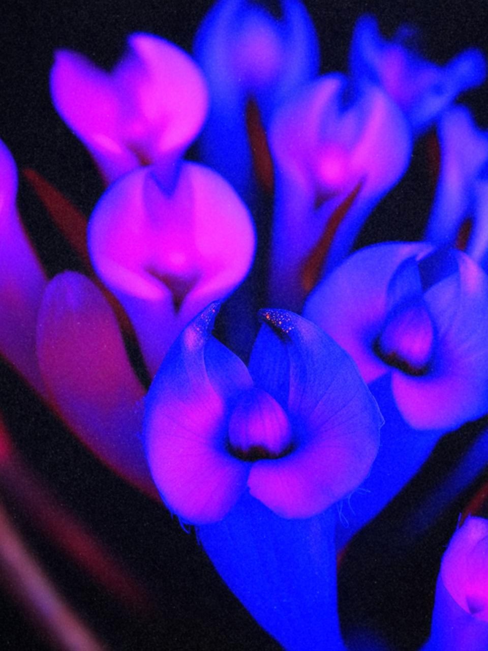 synthetic blooms