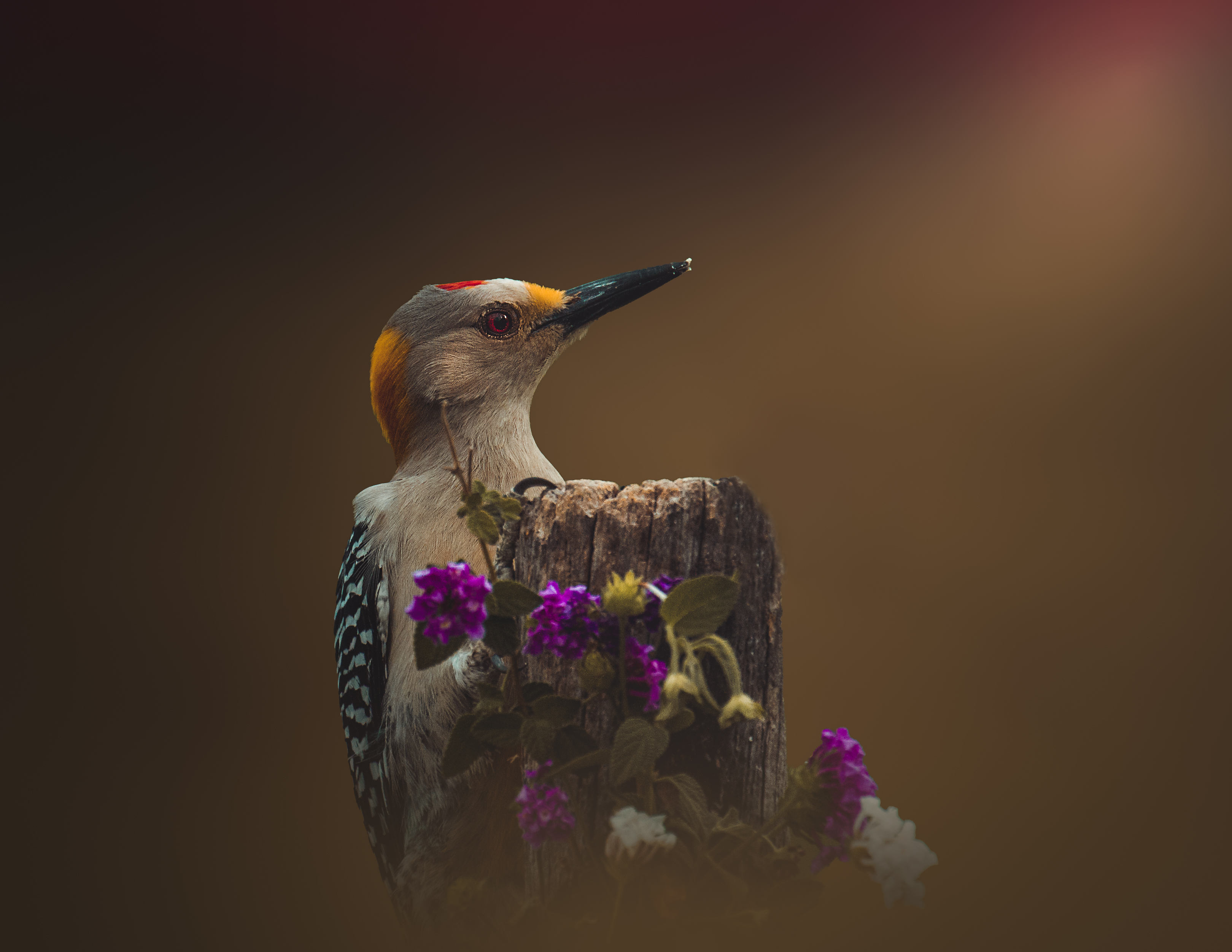 Golden-fronted Woodpecker