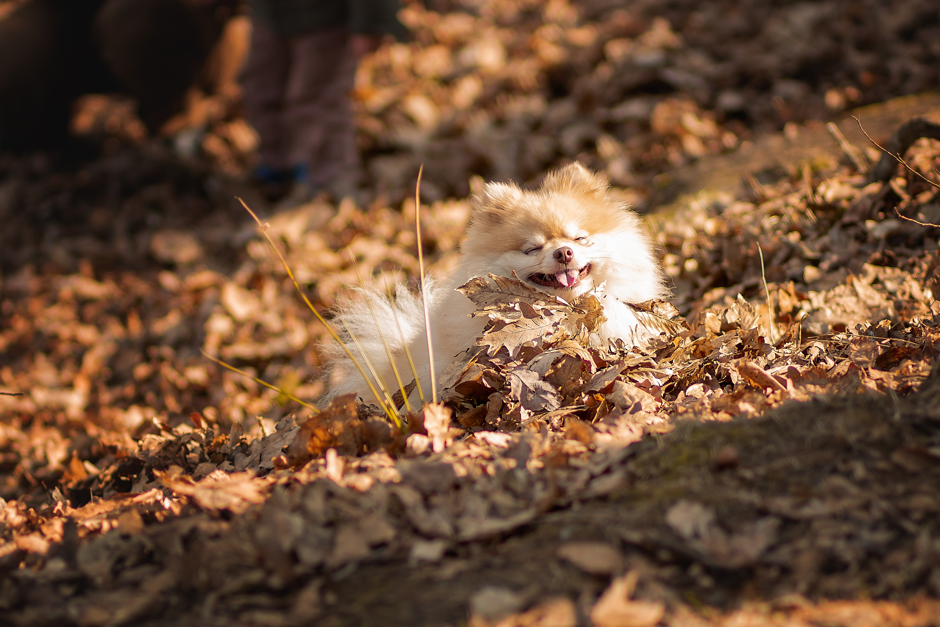 Autumn smile #39