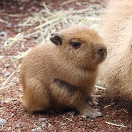 Capybara