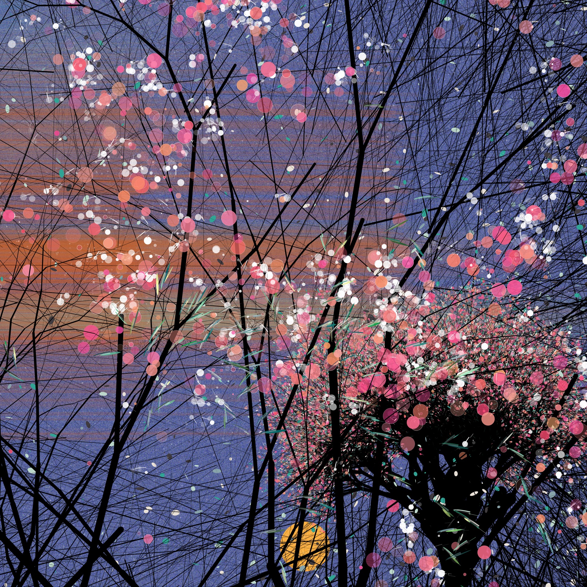 Sakura, cherry blossoms