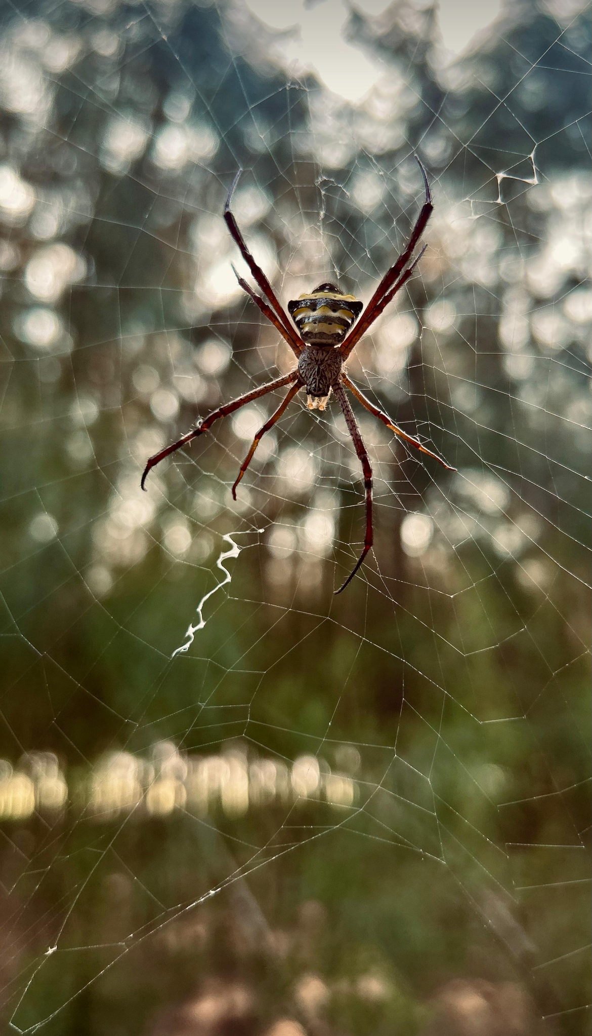 Village spider