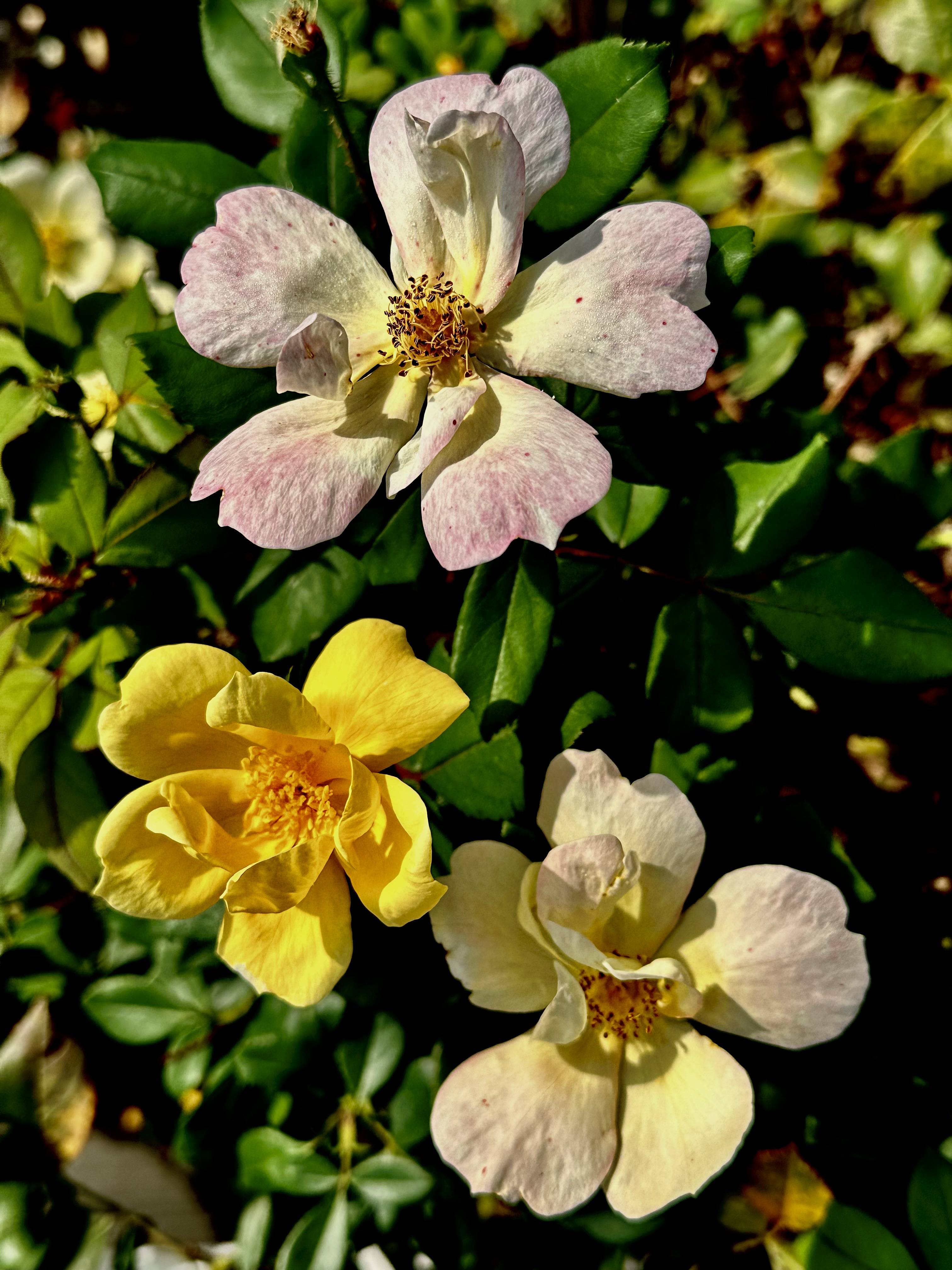 early morning blooms