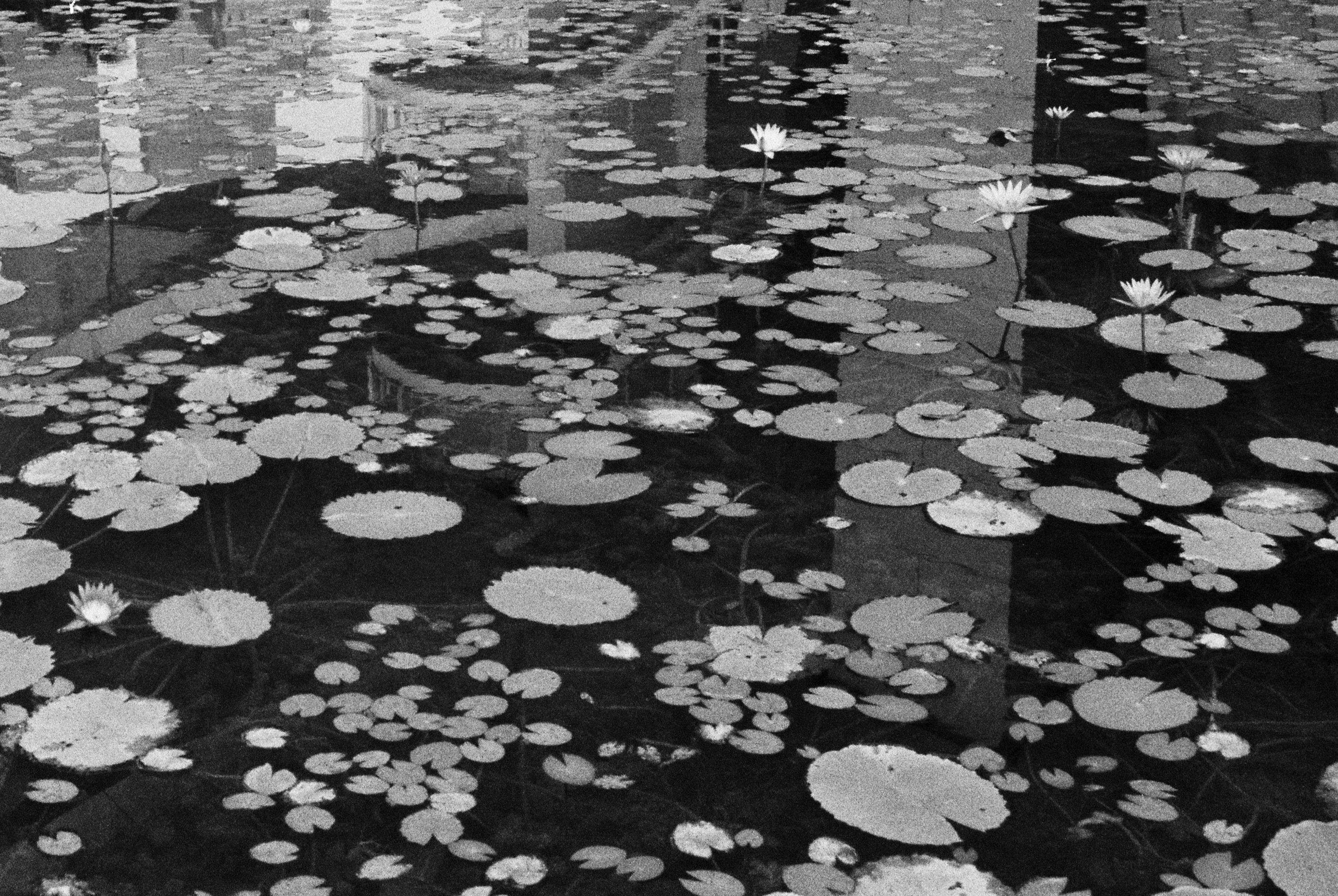 Monochrome Moments - 6